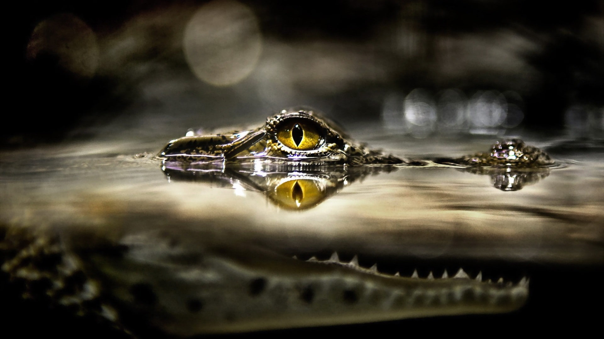 crocodiles, 1080P, reptiles, water, animals, eyes, HD Wallpaper