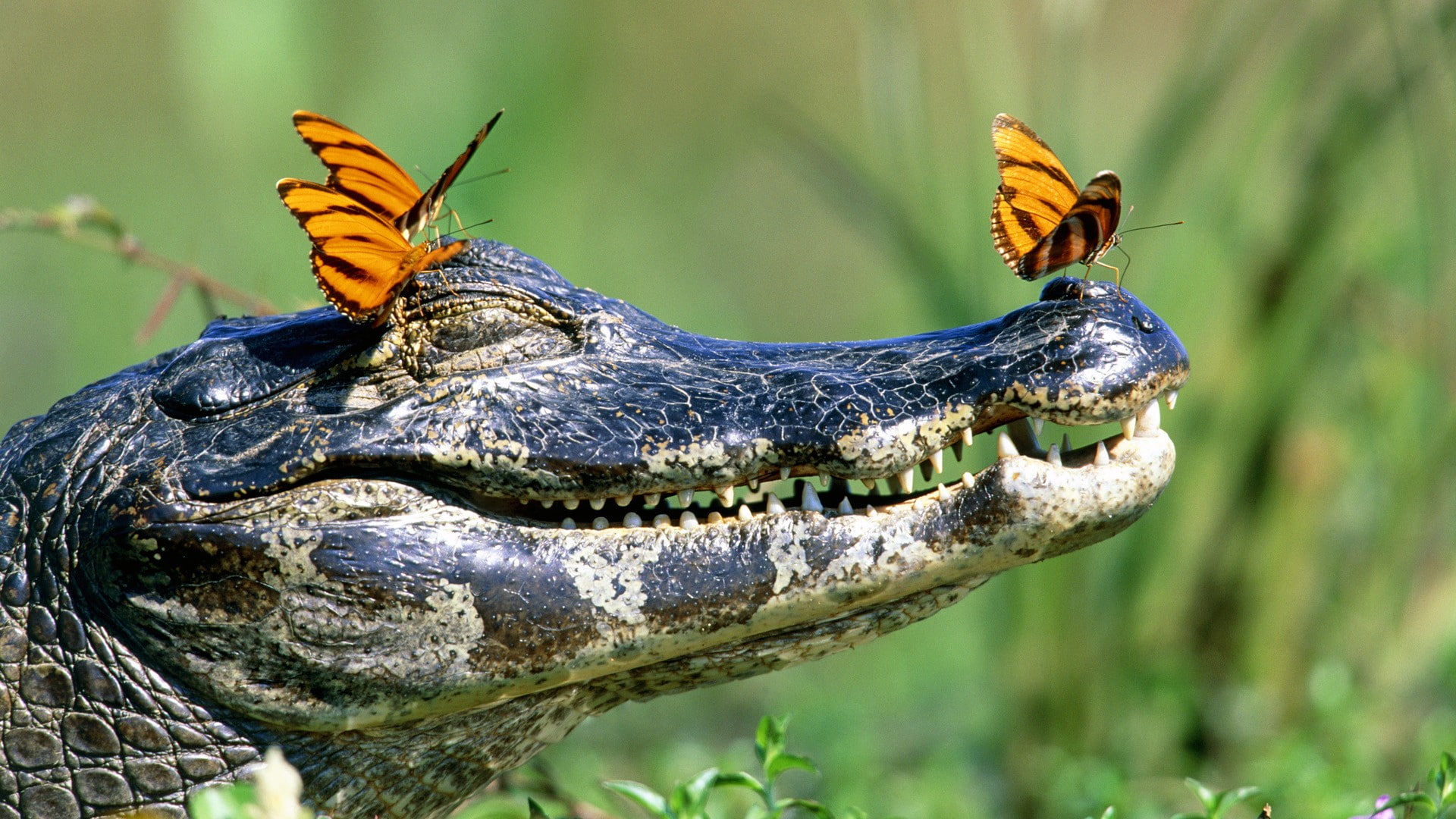 1080P, animals, butterfly, reptiles, crocodiles, HD Wallpaper