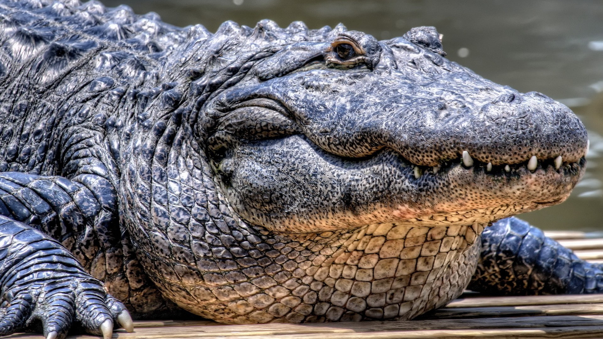 crocodiles, 1080P, animals, HD Wallpaper
