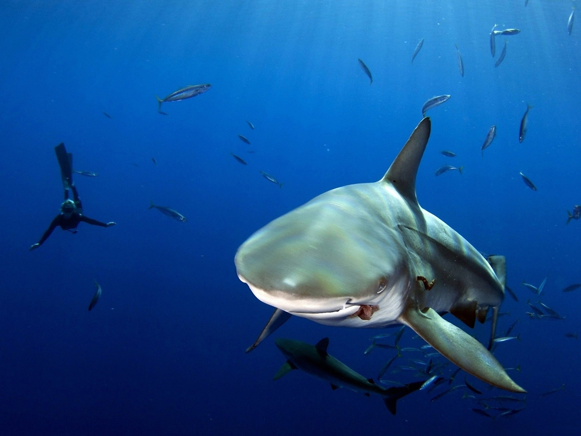 sea, shark, fish, 1080P, divers, underwater, HD Wallpaper