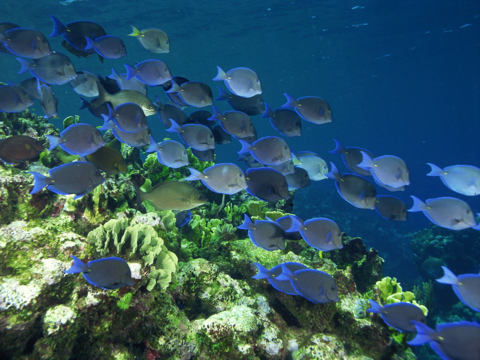 animal themes, vertebrate, no people, tang, coral, invertebrate, sea, fish, ecosystem, animal wildlife, animal, nature, animals in the wild, shoal, water, HD Wallpaper