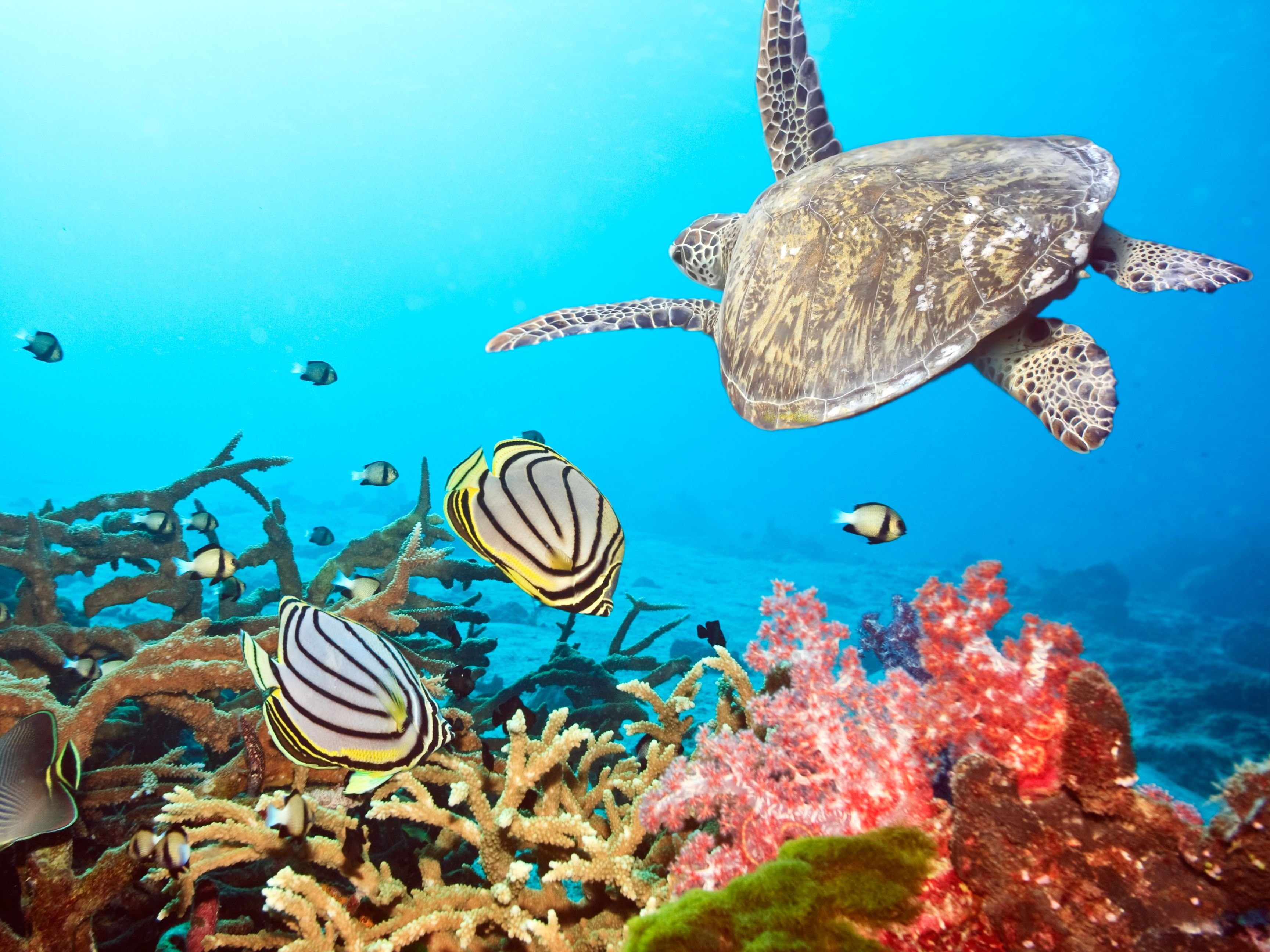 group of animals, water, animal themes, striped, animals in the wild, turtle, tropical, coral, animal wildlife, fish, underwater, undersea, vertebrate, HD Wallpaper
