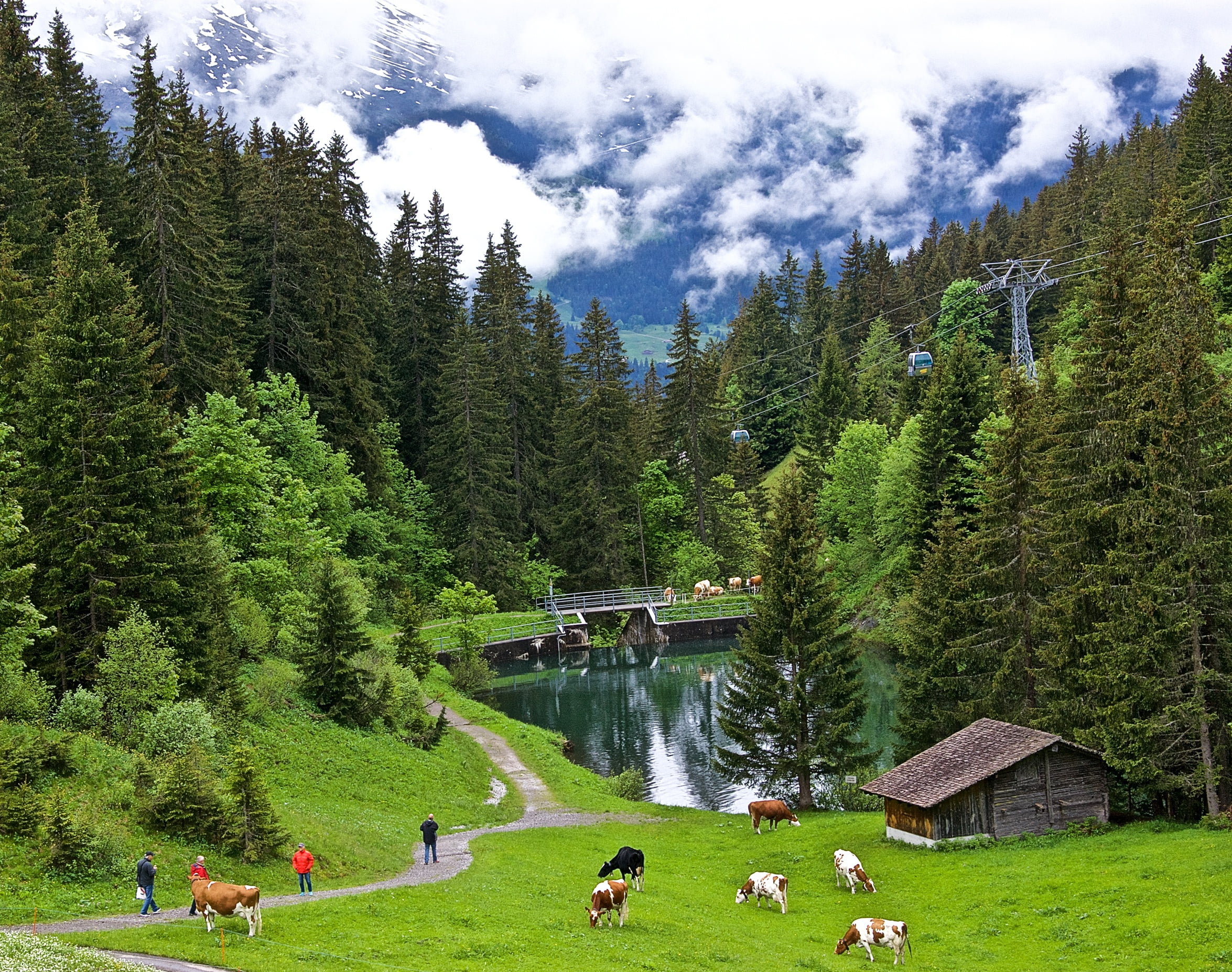 building exterior, leisure activity, nature, slope, trees, mountain, plant, growth, brown, cows, wooden, valley, height, tree, green color, cabin, beauty in nature, HD Wallpaper