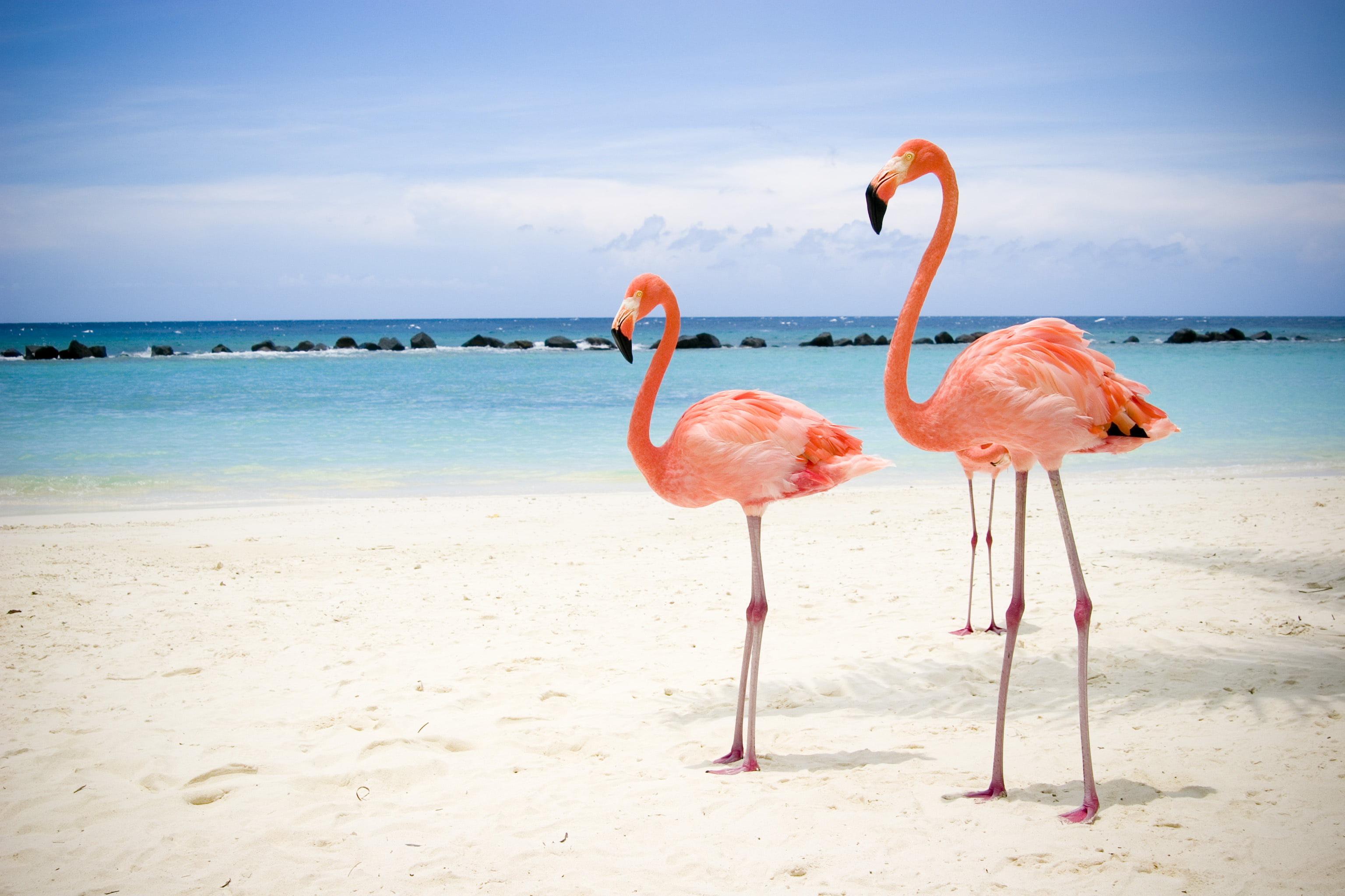 horizon over water, landscape, three, beauty In Nature, pink Color, wildlife, land, day, sea, animal wildlife, sand, white, animals in the wild, bird, salar de Uyuni, HD Wallpaper