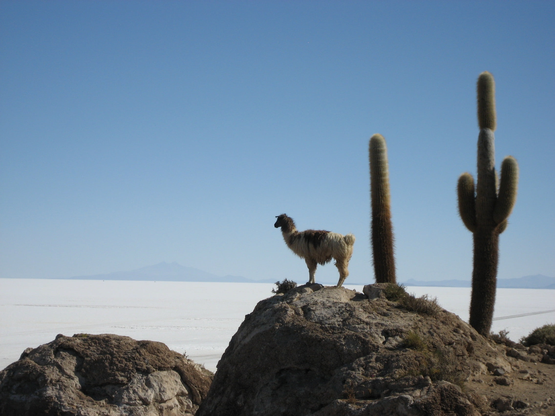 1080P, copy space, rock, lama, animal themes, sky, vertebrate, animal wildlife, blue, rock - object, land, no people, scenics - nature, near, saguaro, HD Wallpaper