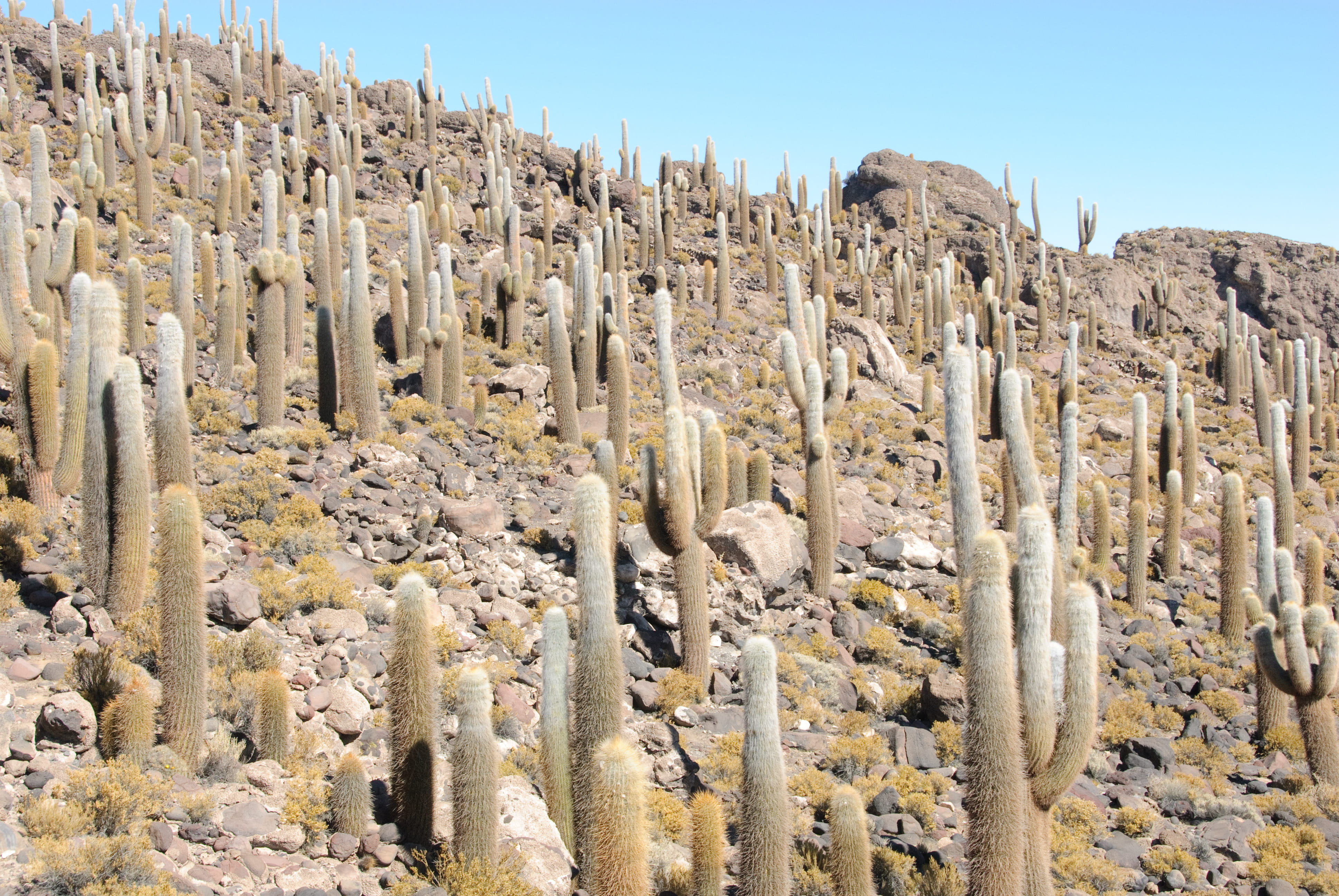 sky, rock - object, physical geography, scenics - nature, uyuni salt flat, non-urban scene, beauty in nature, arid climate, bolivia, cactus, outdoors, tranquil scene, HD Wallpaper