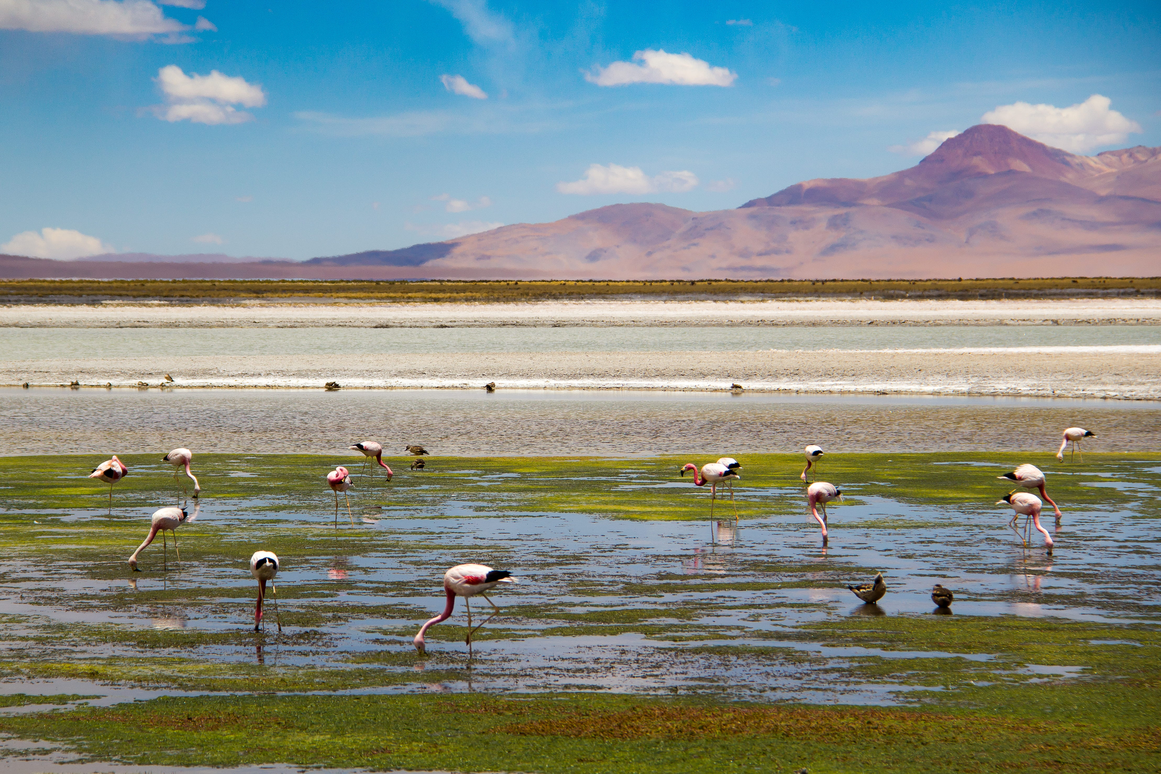 group of animals, desert, beauty in nature, salt flat, animal wildlife, animals in the wild, flamingos, day, animal themes, chile, bird, animal, sky, scenics - nature, HD Wallpaper