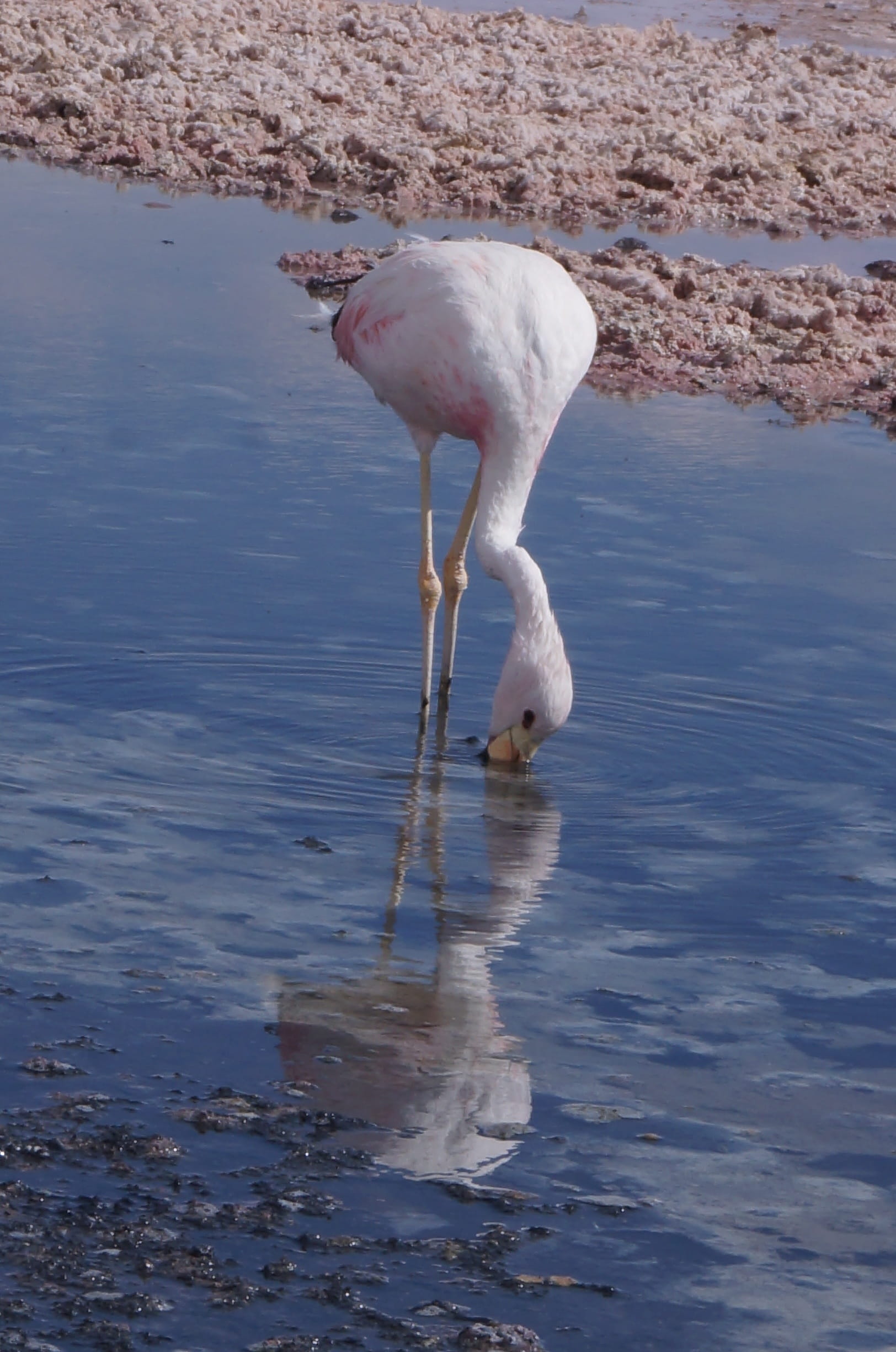 animal themes, nature, drinking, searching, no people, animal wildlife, water, standing, waterfront, eating, white color, 1080P, zoology, Salar, bird, Phone HD Wallpaper