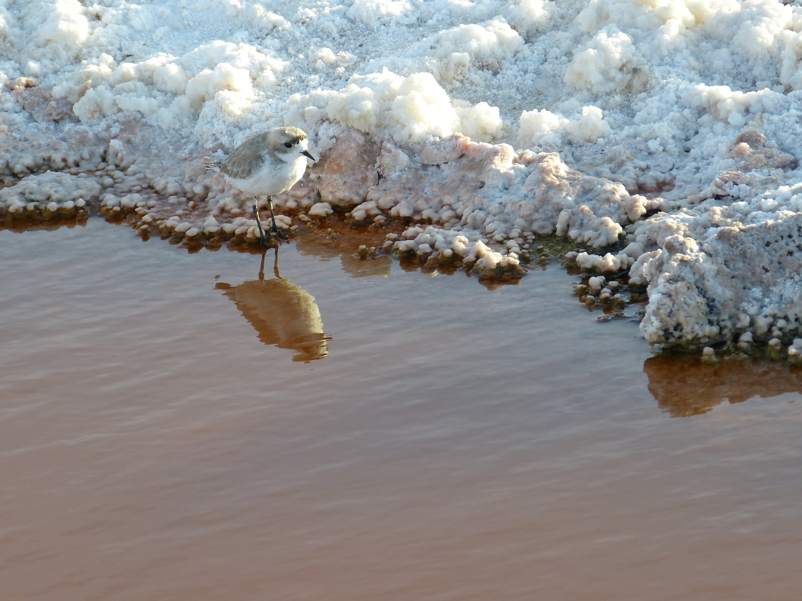 melting, vertebrate, animals in the wild, beauty in nature, reflection, san pedro, salar de atacama, salt, atacama, san pedro de atacama, day, tranquility, HD Wallpaper