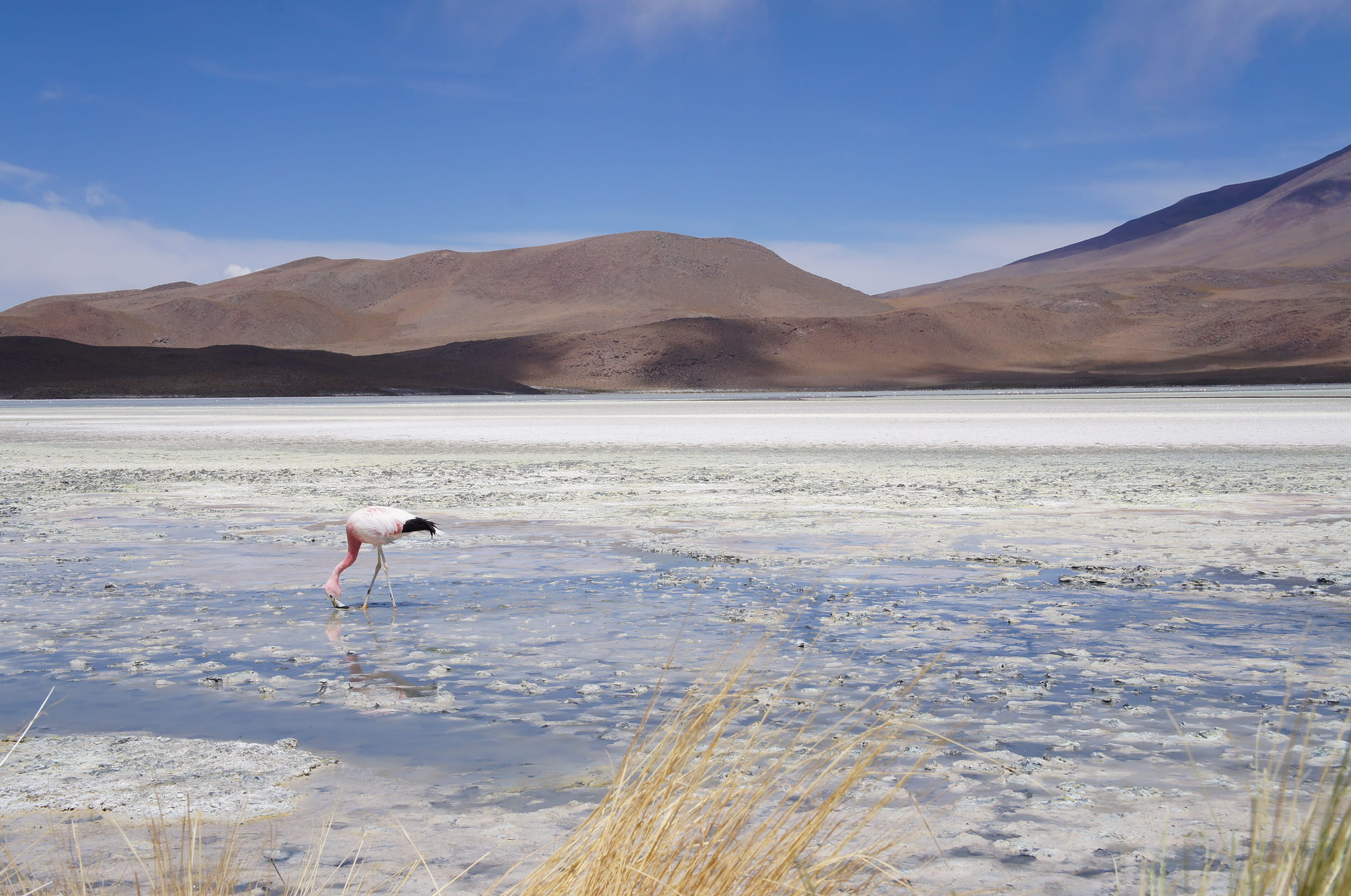 field, animals in the wild, bird, water, scenics - nature, salar de Uyuni, outdoors, landscape, pink, desert, lake, one animal, atacama Region, shore, nature, HD Wallpaper