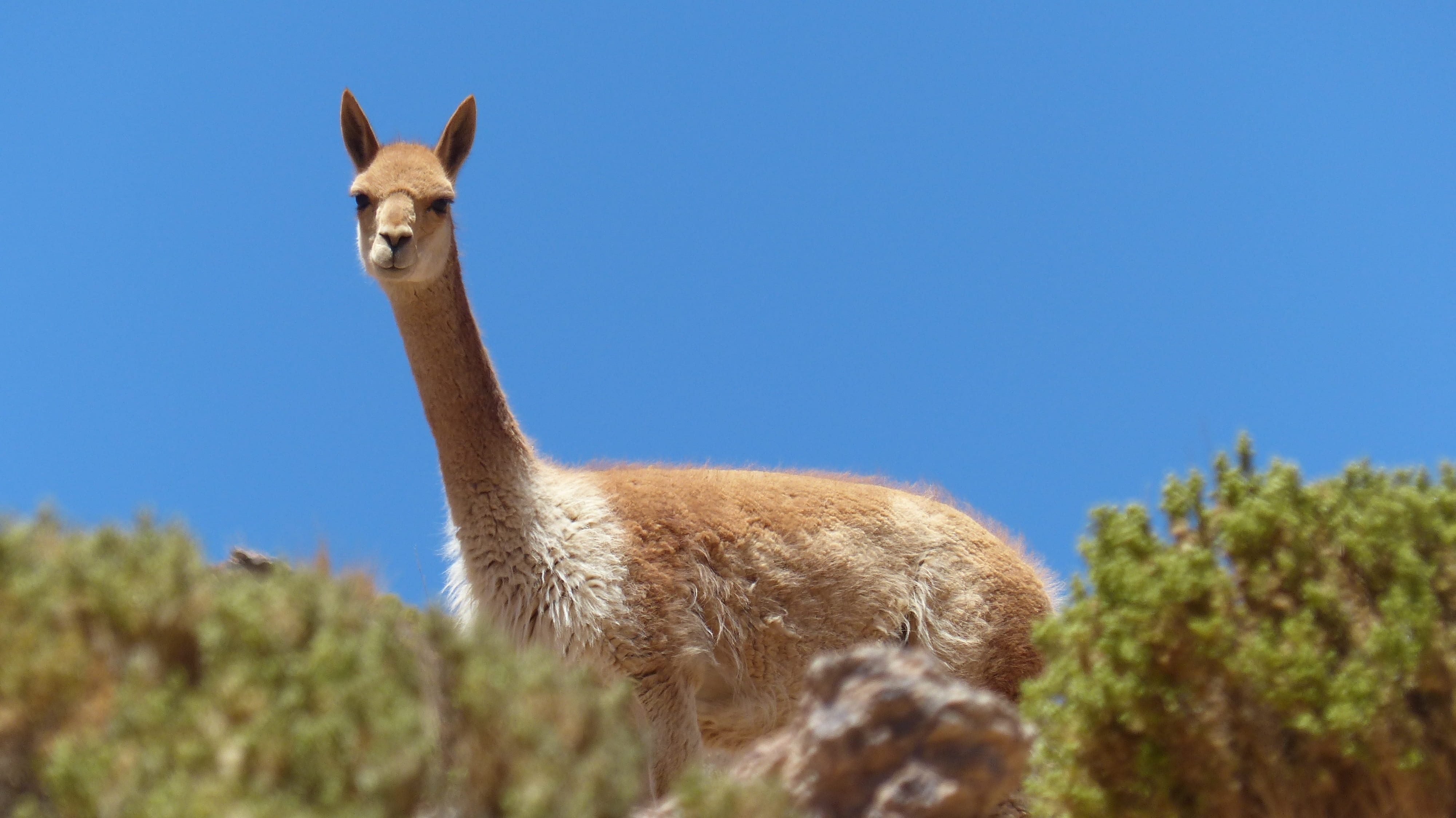 agriculture, animal wildlife, day, plants, 4K, surrounded, herbivorous, animal, vicuña, alpaca, chile, one animal, plant, domestic animals, animal themes, HD Wallpaper