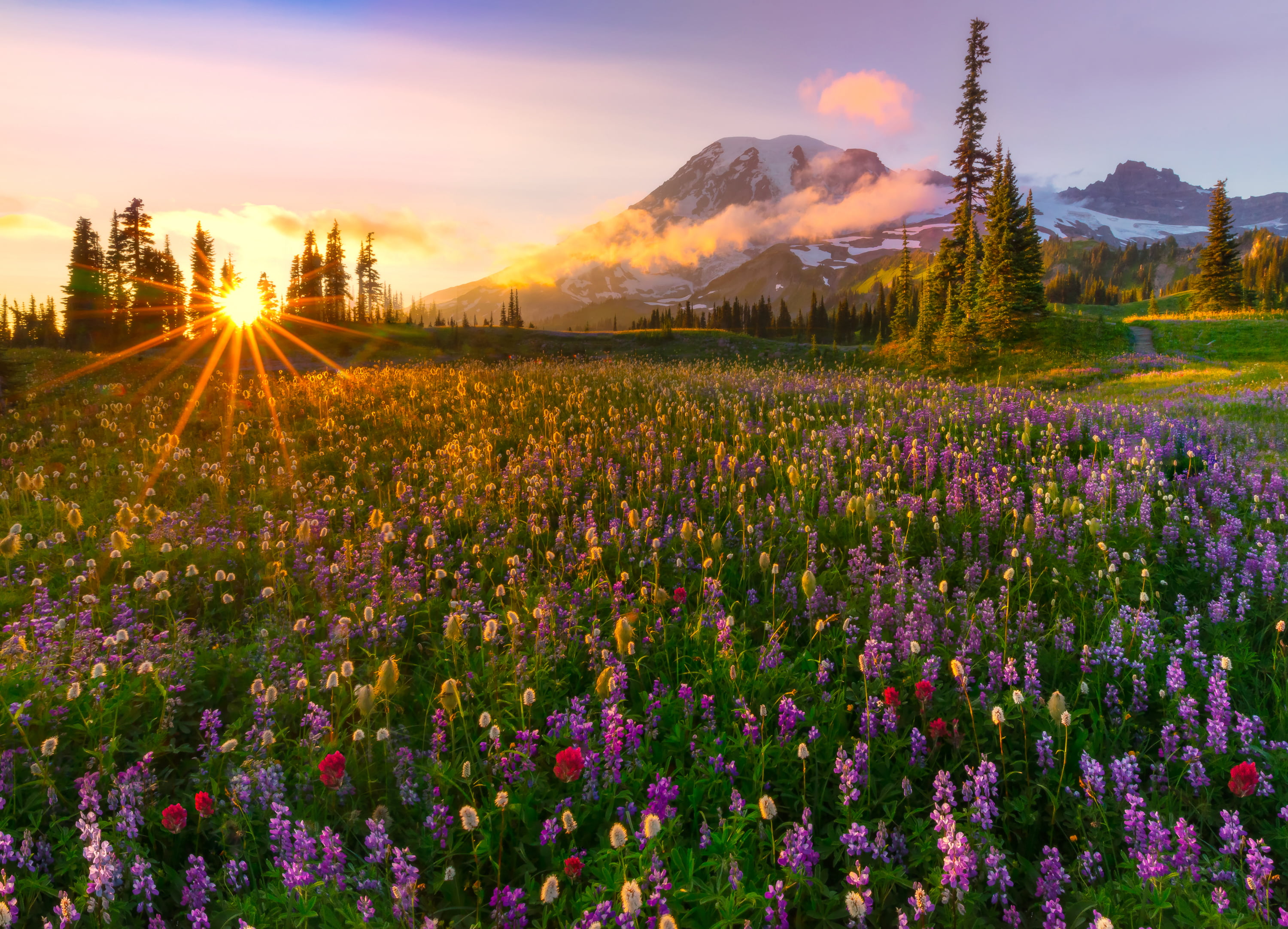 travel, flower head, flowering plant, bed, sunset, tree, tranquil Scene, flowerbed, flowers, plant, sky, meadow, grass, non-Urban Scene, blue, nature, mountain, HD Wallpaper