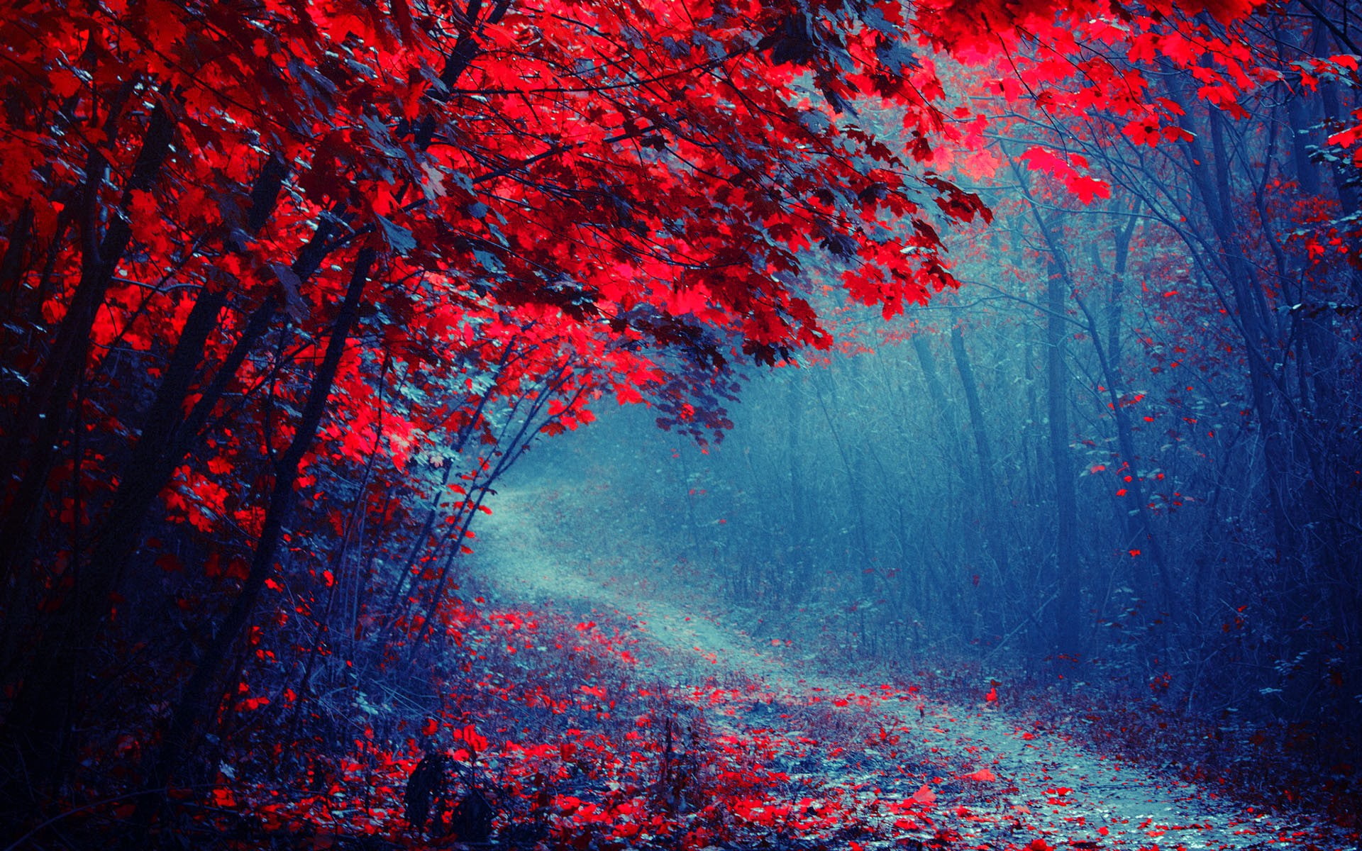 Trees, Forest, 1080P, Mist, Road, Autumn, Leaves, Trail, Red, HD Wallpaper