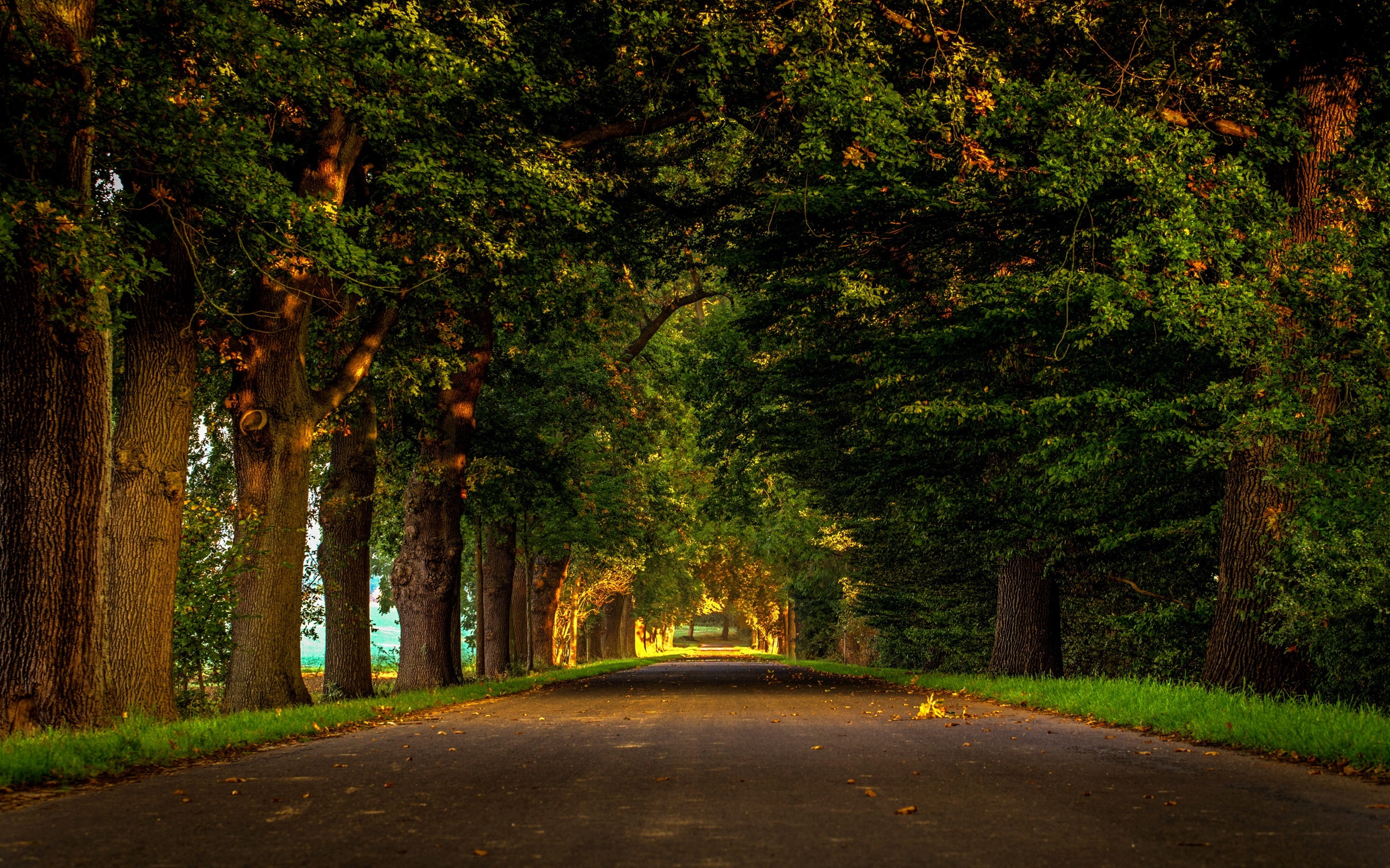 Trees, Road, 2K, Forest, Leaves, Nature, Park, HD Wallpaper