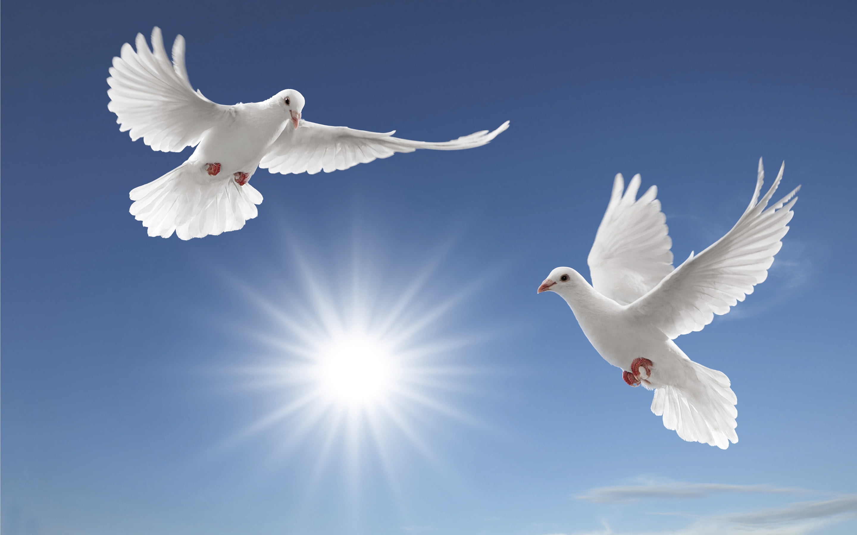 animals in the wild, doves, spread wings, sky, no people, day, animal wing, vertebrate, rays, seagull, mid-air, low angle view, flying, sun, nature, group of animals, HD Wallpaper