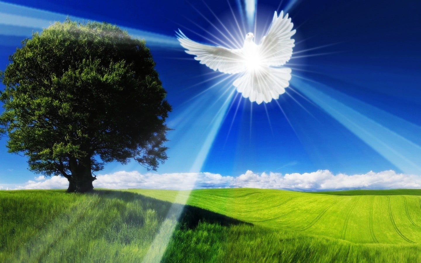 dove, tree, plant, sunlight, tranquil scene, grass, green color, landscape, nature, Spirit, growth, cloud - sky, land, field, beauty in nature, outdoors, HD Wallpaper