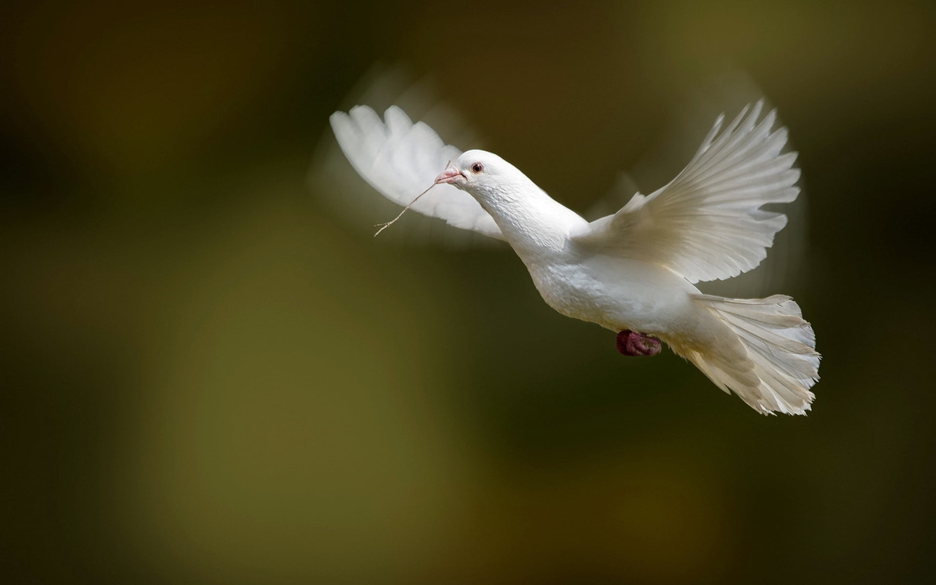 bird, nature, wildlife, one Animal, mid-air, wings, white, outdoors, animals in the wild, spread Wings, copy space, beauty In Nature, vertebrate, white dove, HD Wallpaper