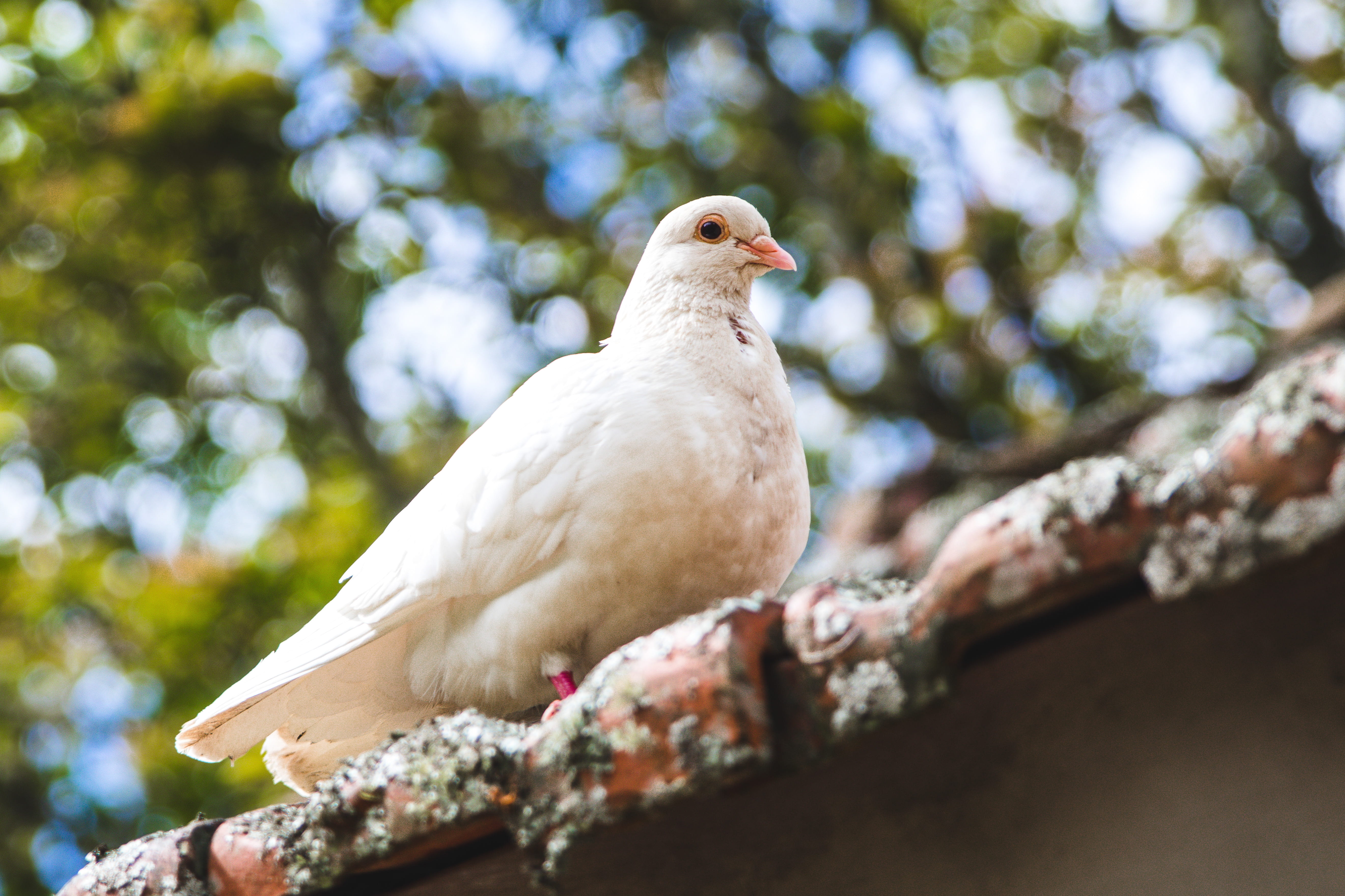 plant, outdoors, white dove, tree, bird, perching, grouse, one animal, head, bird feeder, animal wildlife, animal, dove, low angle view, mourning dove, HD Wallpaper