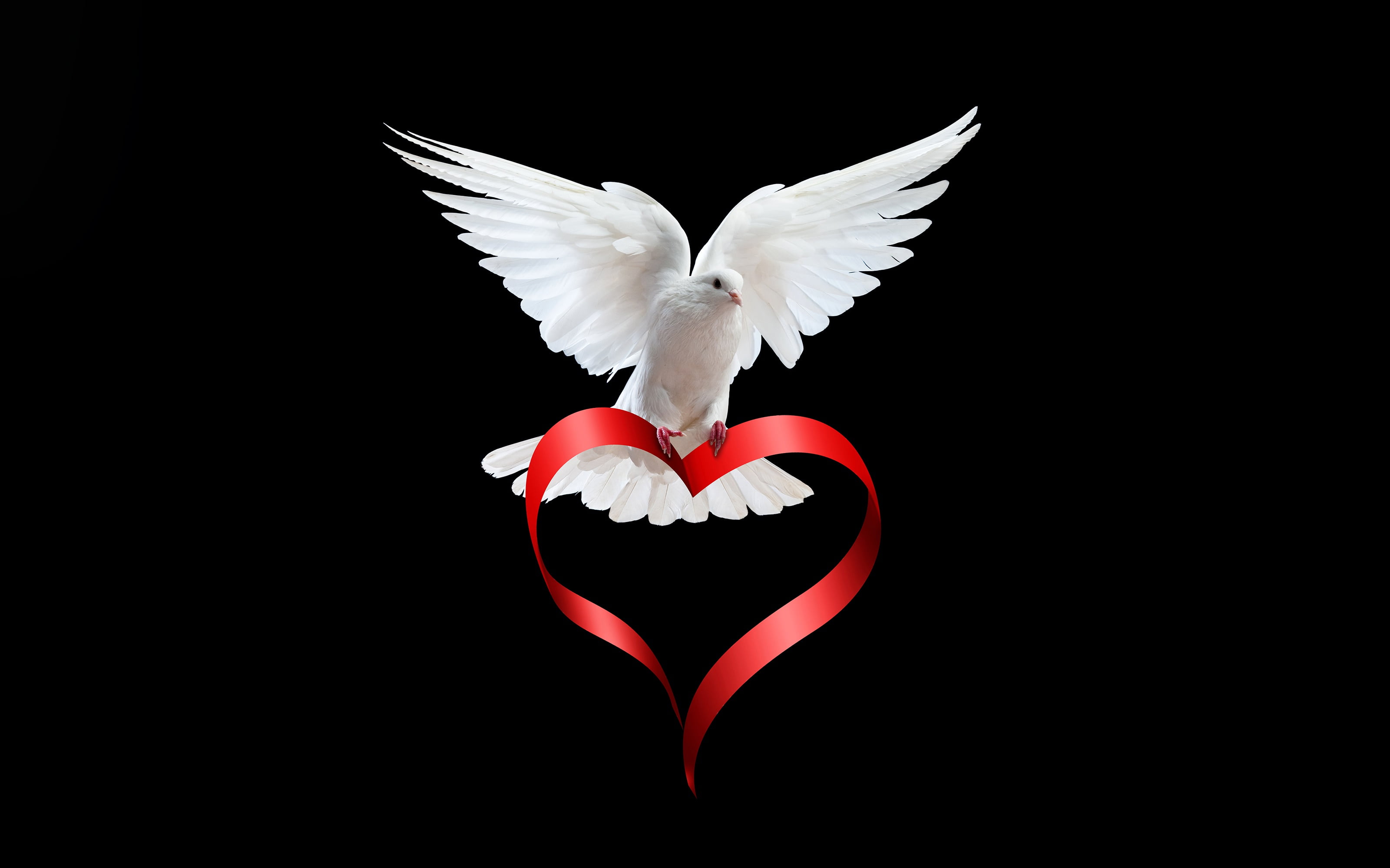 wings, red, heart, Valentines day, white, bird, dove, tape, 2K, feathers, black background, HD Wallpaper