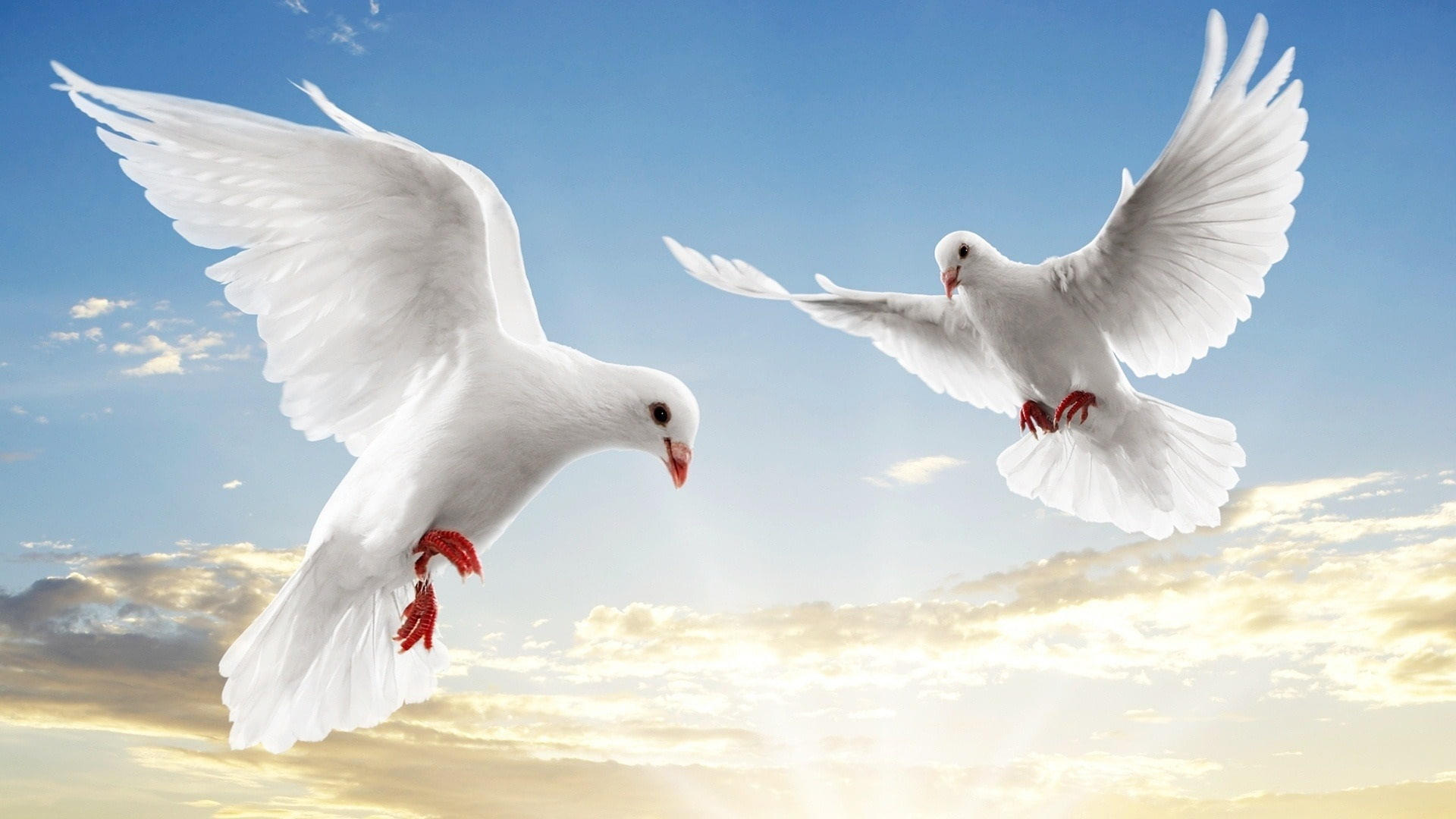Doves, 1080P, White, Sky, Soar, HD Wallpaper