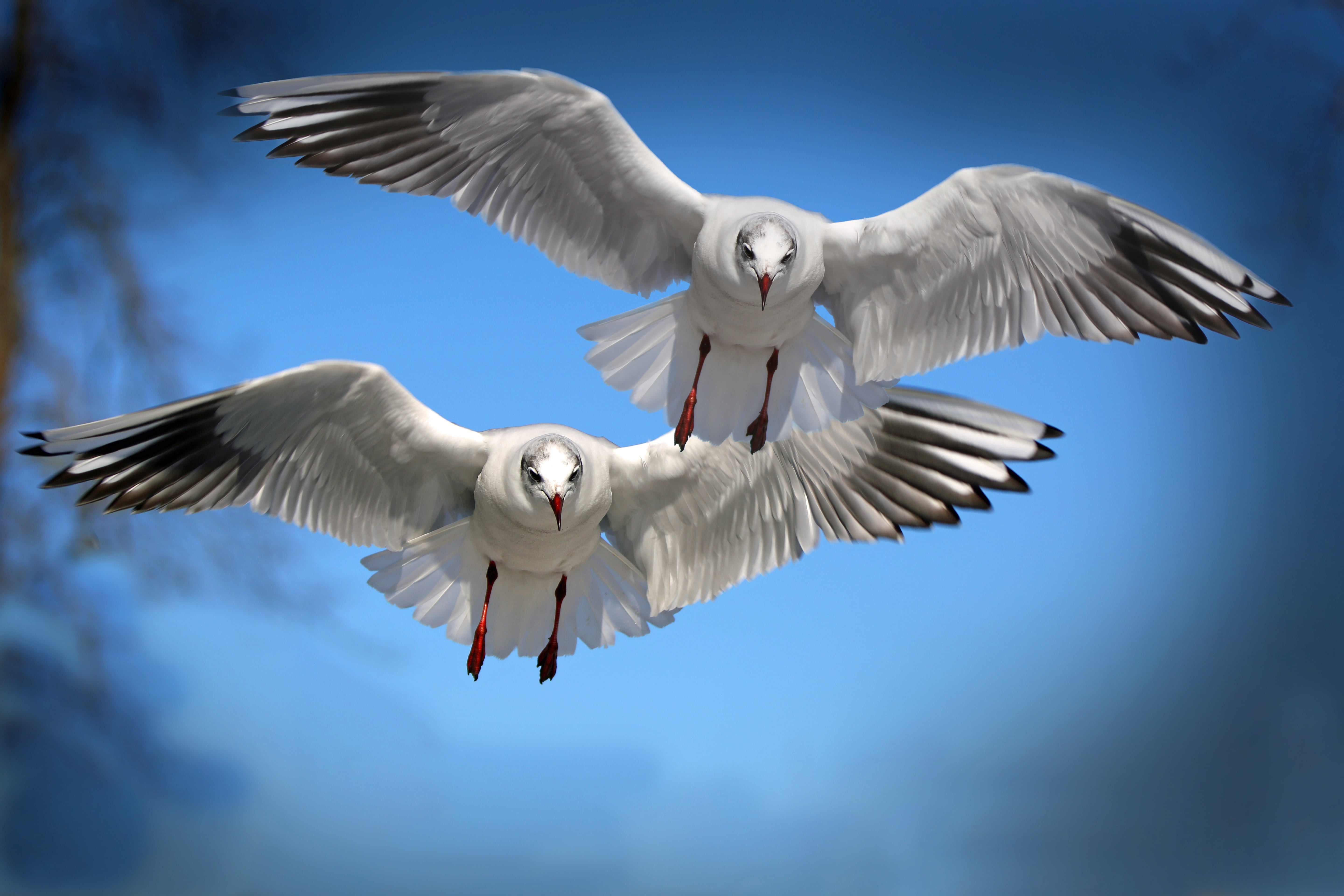 eagles, seagull, two, birds, one Animal, copy Space, freedom, beak, nature, animal wildlife, animal Wing, animals In The Wild, flying, animal, feather, HD Wallpaper