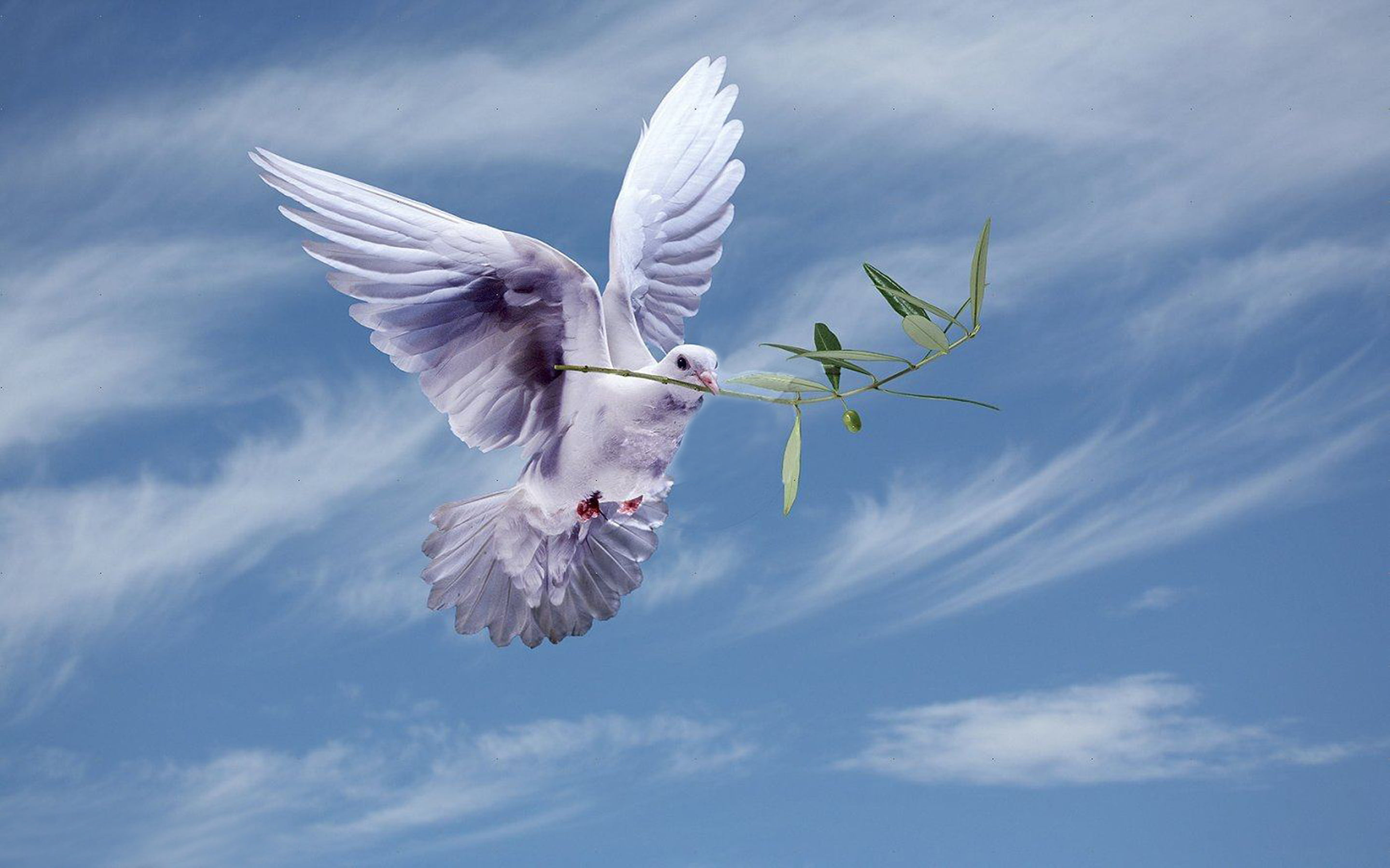 no people, animal themes, hd, symbol, peace, 2K, beauty in nature, animals in the wild, motion, animal wing, freedom, dove - bird, widescreen, aggression, HD Wallpaper