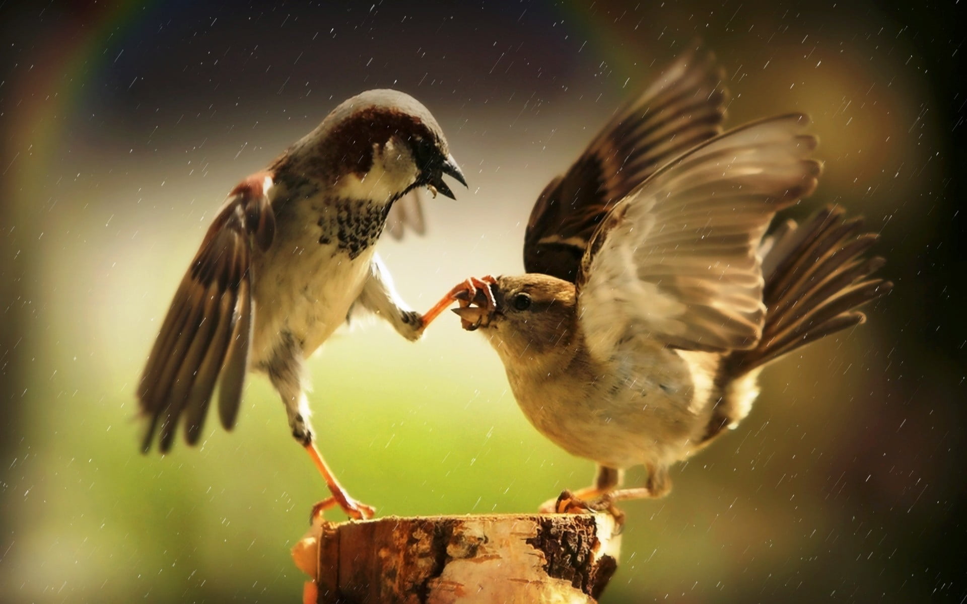 close-up, animal, animal themes, mouth open, motion, animal wildlife, 1080P, birds, flying, sparrow, no people, animals, humor, rain, vertebrate, zoology, HD Wallpaper