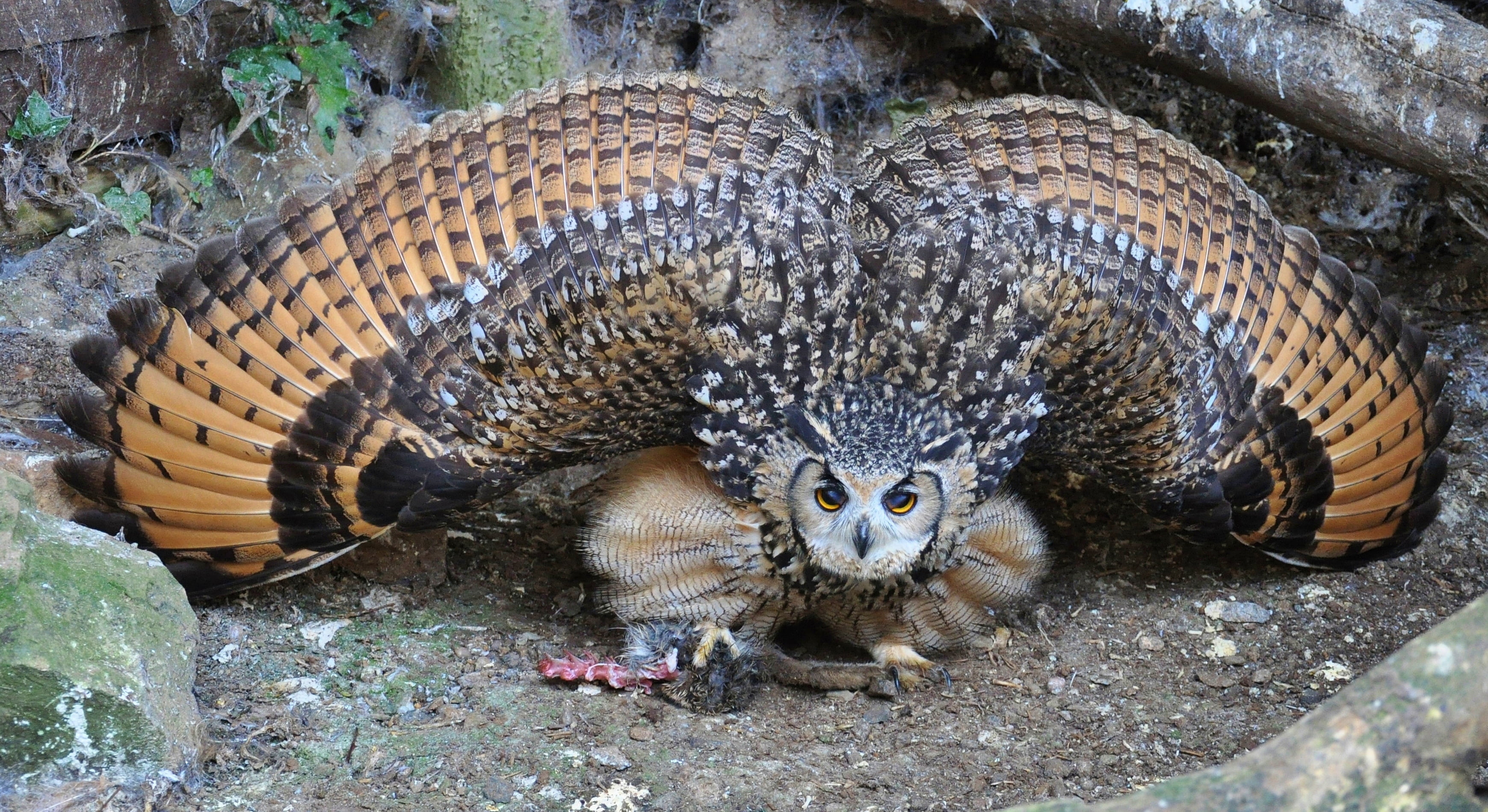 owl, mammal, high angle view, looking at camera, close-up, flapping, two animals, whisker, wildlife, predator, zoology, animal wildlife, 2K, no people, HD Wallpaper