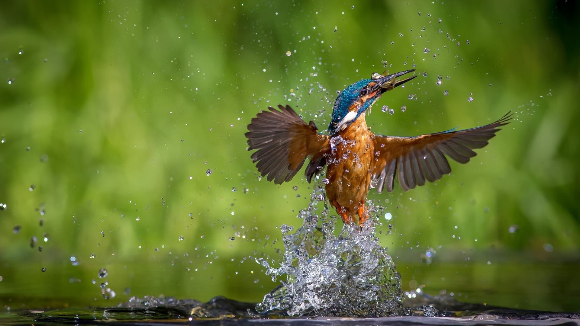 mid-air, animal, no people, flapping, day, blurred motion, nature, splashing, animal themes, kingfisher, outdoors, flying, one animal, water, vertebrate, HD Wallpaper
