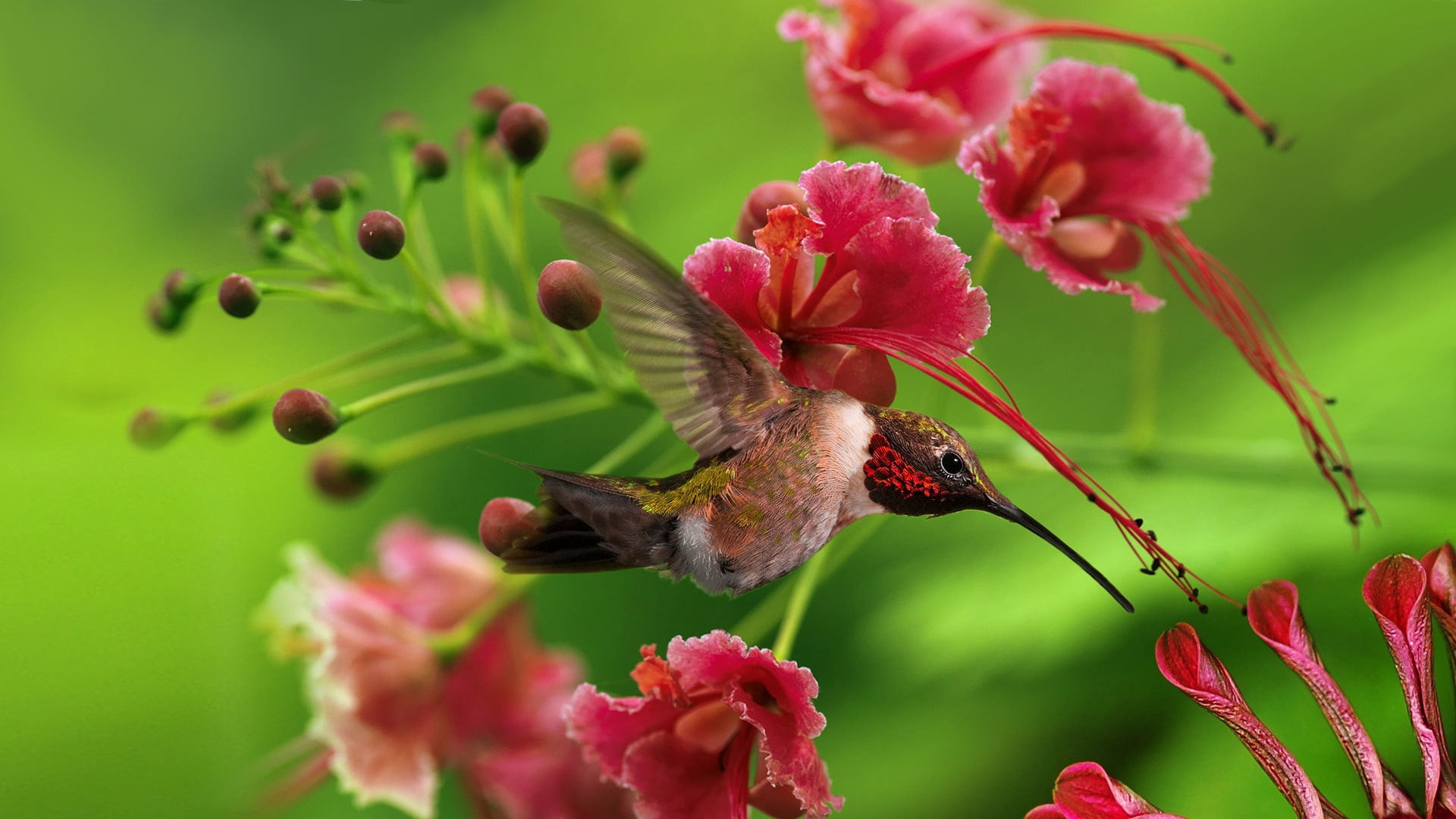 flower, outdoors, flap, springtime, twigs, hovering, green Color, single Flower, beak, animals in the wild, no people, multi Colored, color, nature, freshness, HD Wallpaper