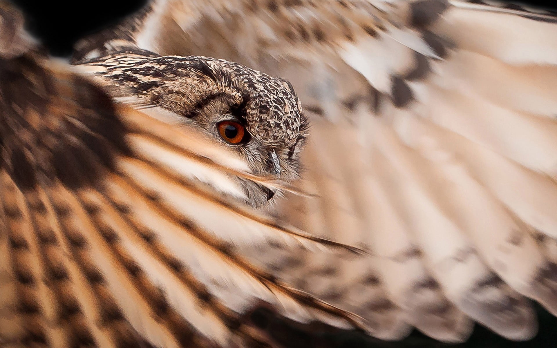 profile view, farm, nature, yellow, bird, wings, hawk - Bird, animal head, animal themes, feather, no People, eye, falcon - bird, feathers, owl, flap, animal, HD Wallpaper