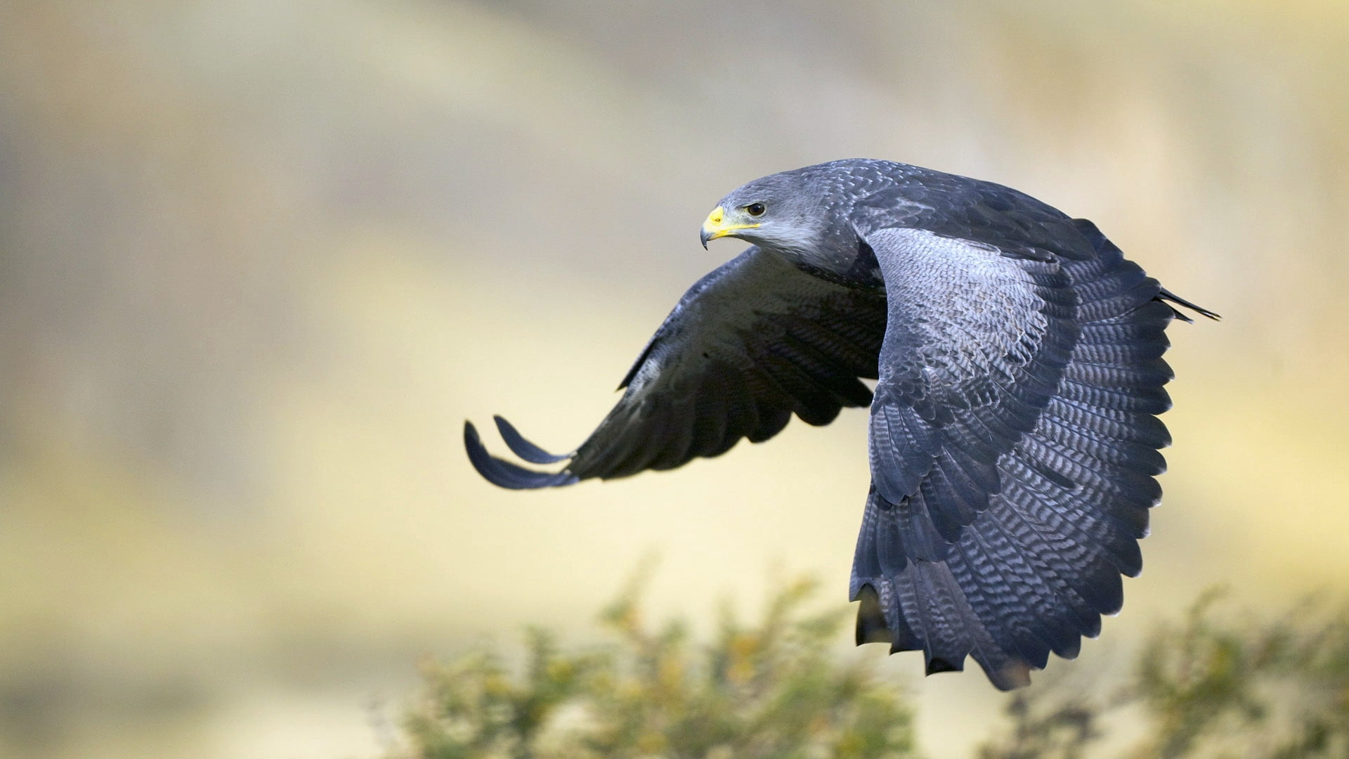 freedom, predator, flapping, close-up, animal wildlife, animal Eye, wildlife, outdoors, nature, 1080P, black Color, eagle - Bird, hawk, bird of Prey, flying, HD Wallpaper