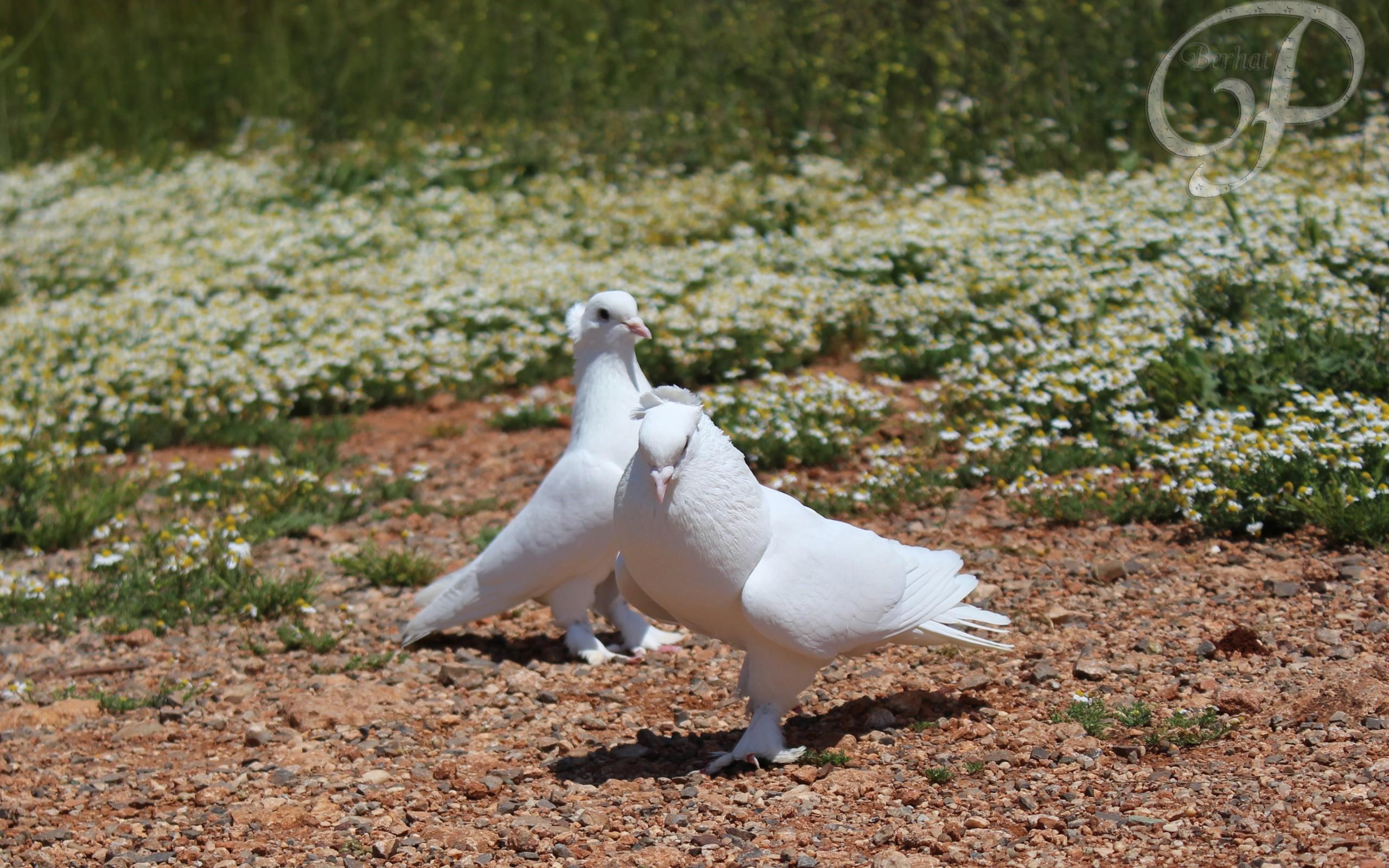animals, 2K, pigeons, animal, white, birds, HD Wallpaper
