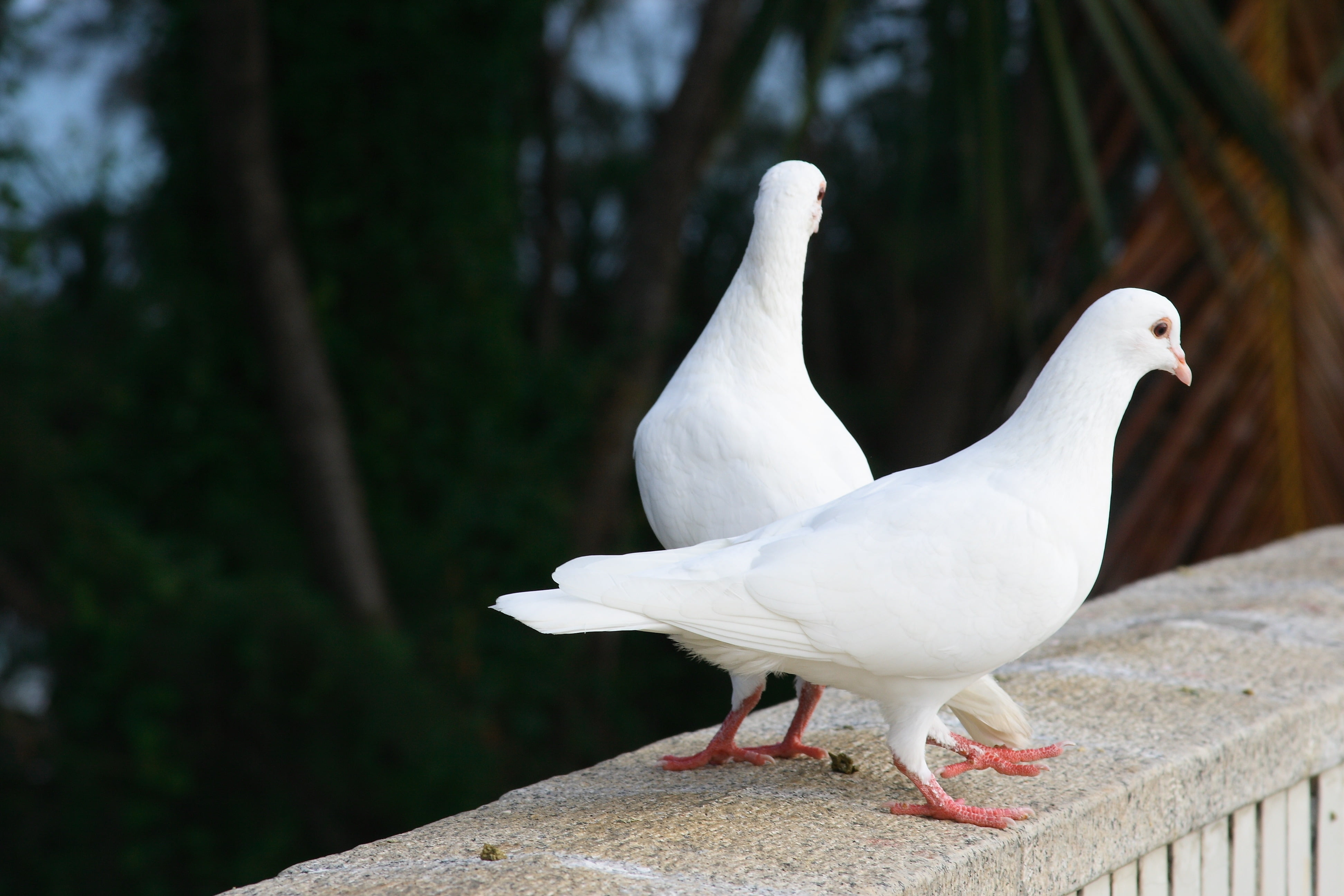 beak, dove - Bird, feather, perching, vertebrate, no People, animal themes, pigeons, animal Wing, railing, one Animal, white, standing, animal, tree, animals in the wild, HD Wallpaper