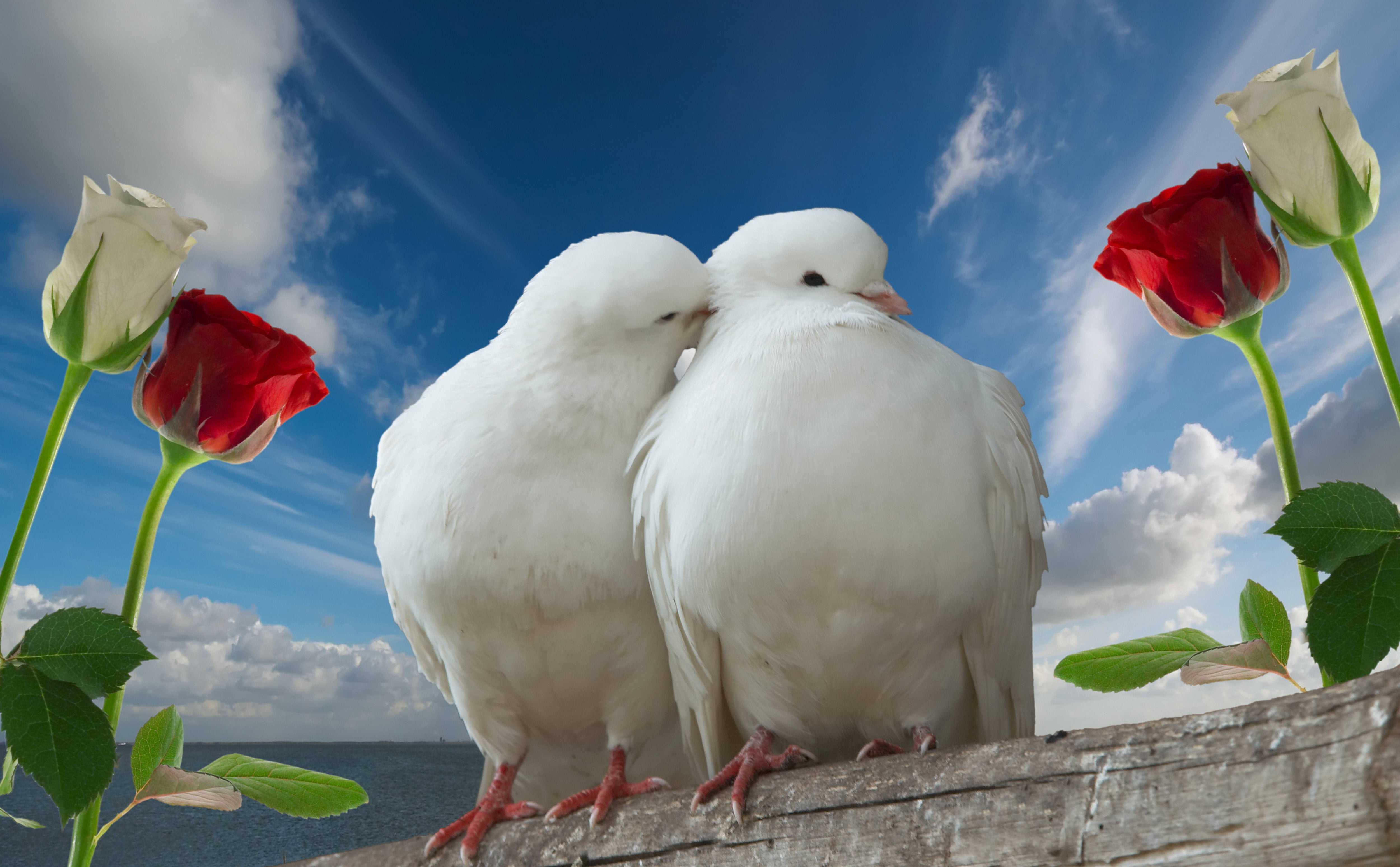 couple, no people, beauty In Nature, one Animal, pigeons, animal, wildlife, flying, white color, group of animals, feather, outdoors, white, rose, close-up, HD Wallpaper
