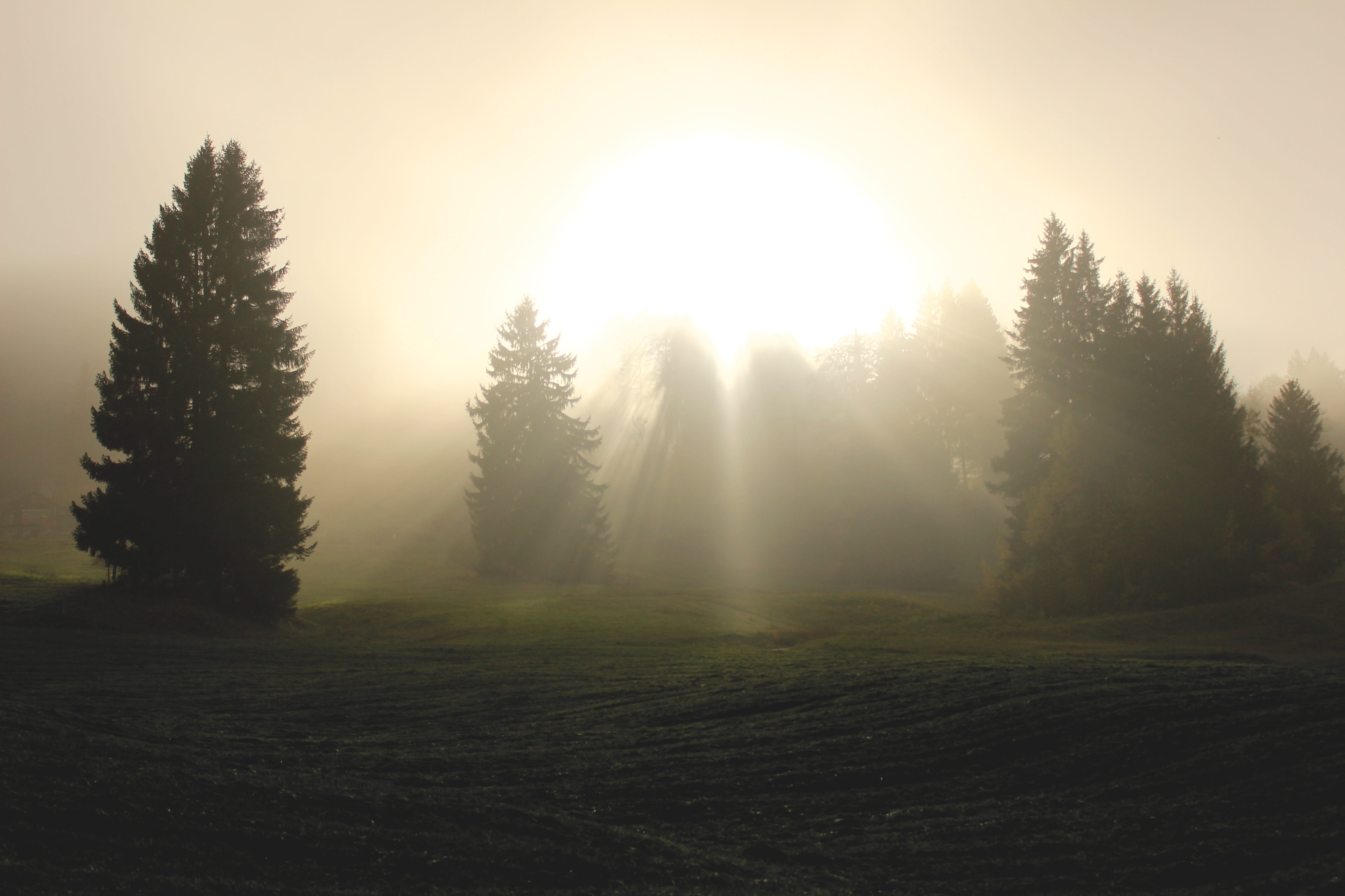 love, tranquil scene, field, light, pine tree, green pine, landscape, peace, scenics - nature, blessings, plant, enlightenment, tranquility, nature, non-urban scene, HD Wallpaper