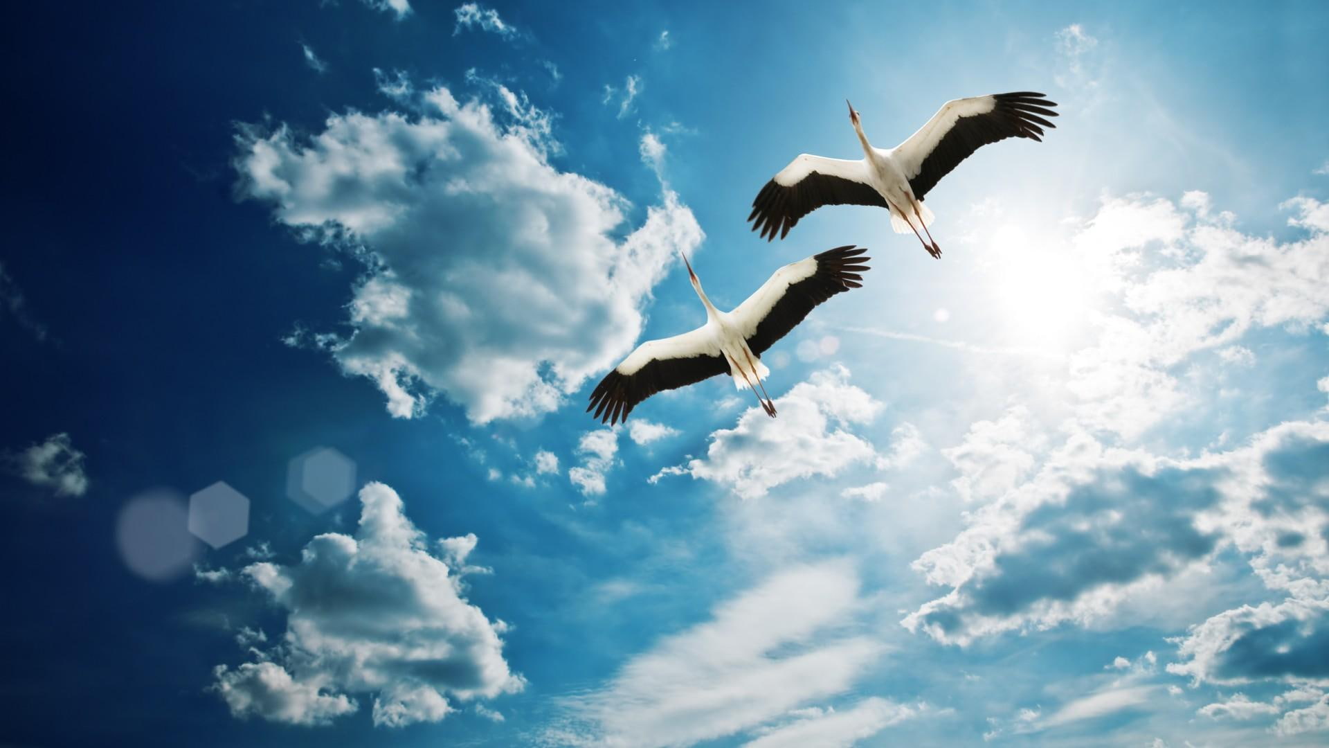 clouds, animals, birds, 1080P, white, cranes, beautiful, nature, wings, blue, flying, HD Wallpaper