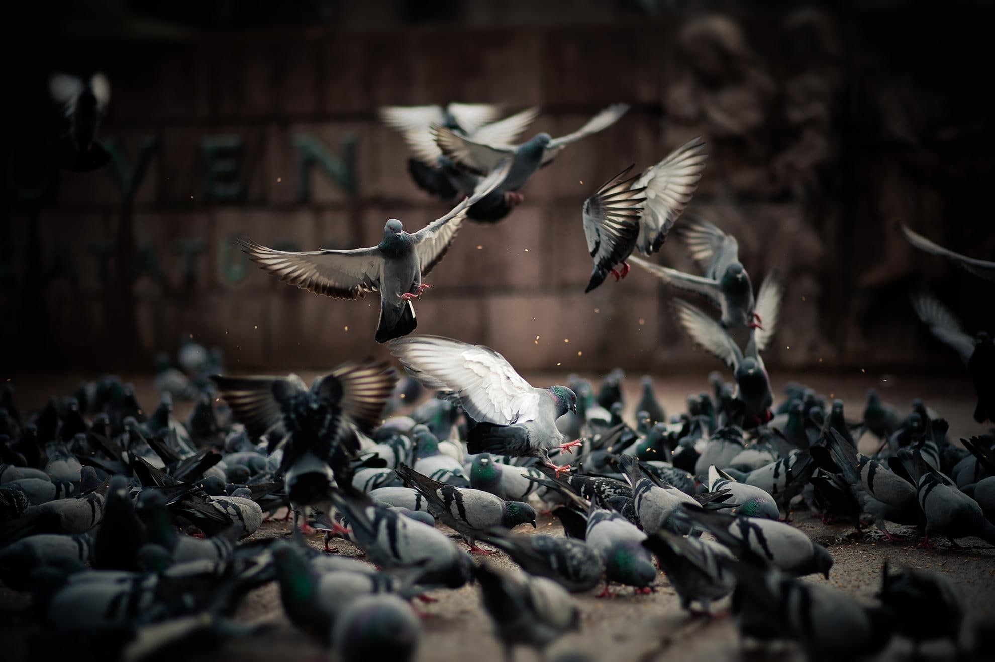 pigeons, bird, birds, flock, animals, 1080P, animal, HD Wallpaper
