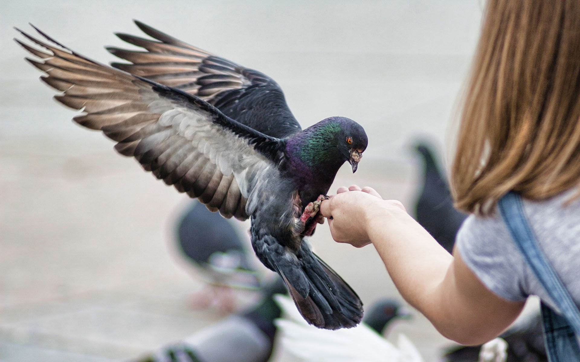 pigeon, animals, wings, 1080P, hd, bird, HD Wallpaper