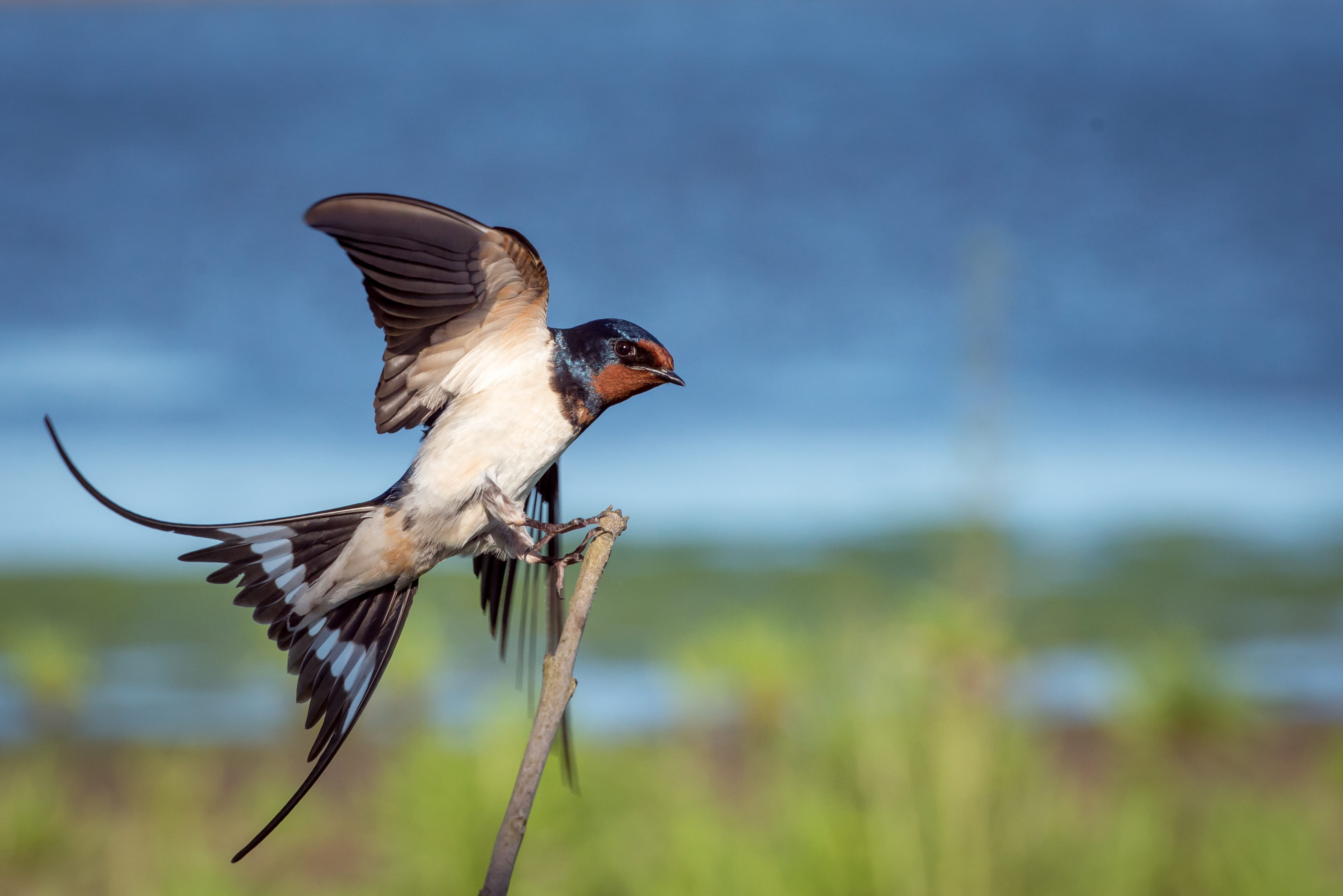 small, animals in the wild, blue, flying, macro, sparrow, branch, spread wings, flight, photography, brown, oostvaardersplassen, bird, full length, swallow, HD Wallpaper