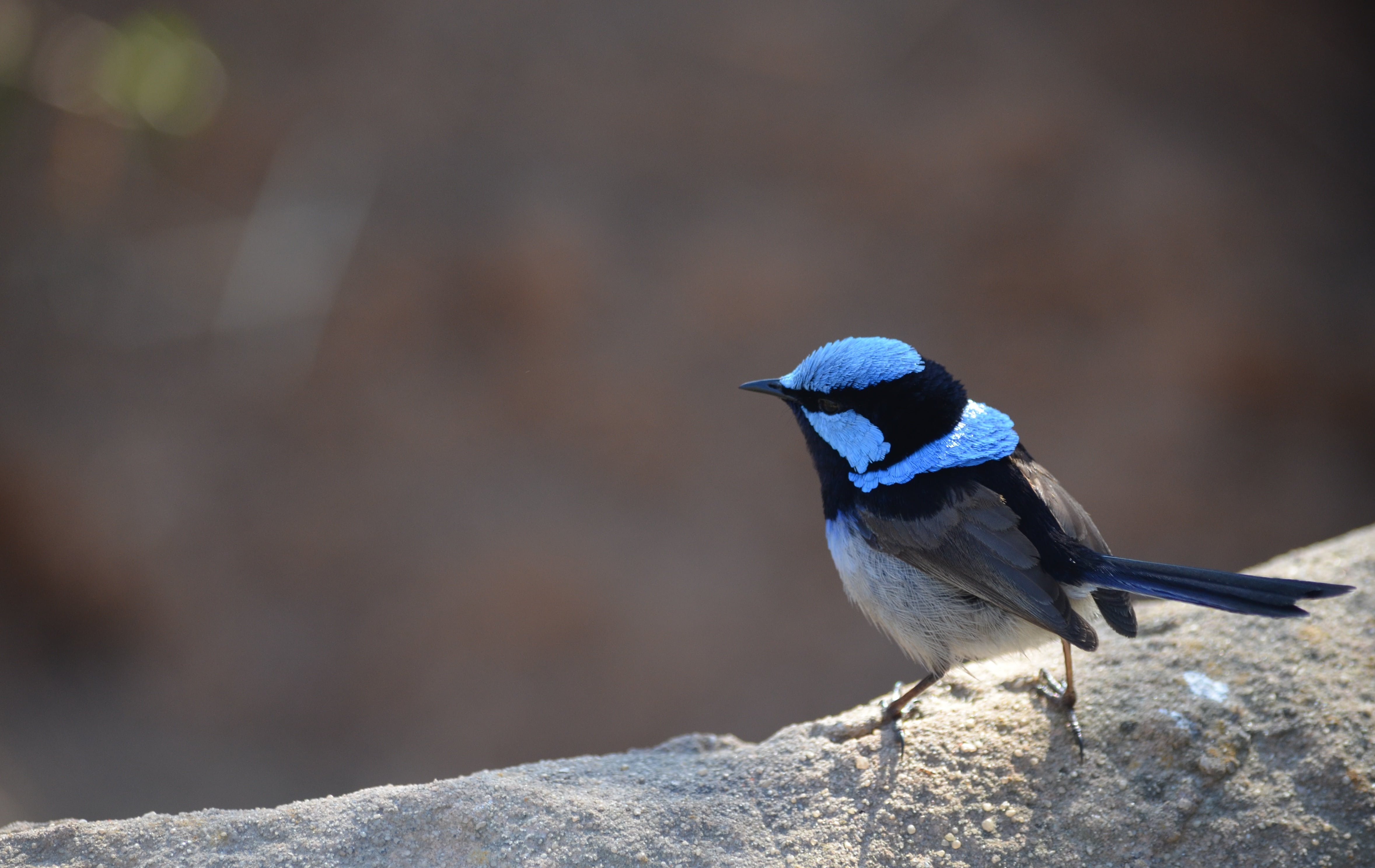 animal themes, victoria, nature, perching, rock - object, looking, vertebrate, 4K, wren, focus, bird Watching, feather, wildlife, avian, one animal, no people, HD Wallpaper
