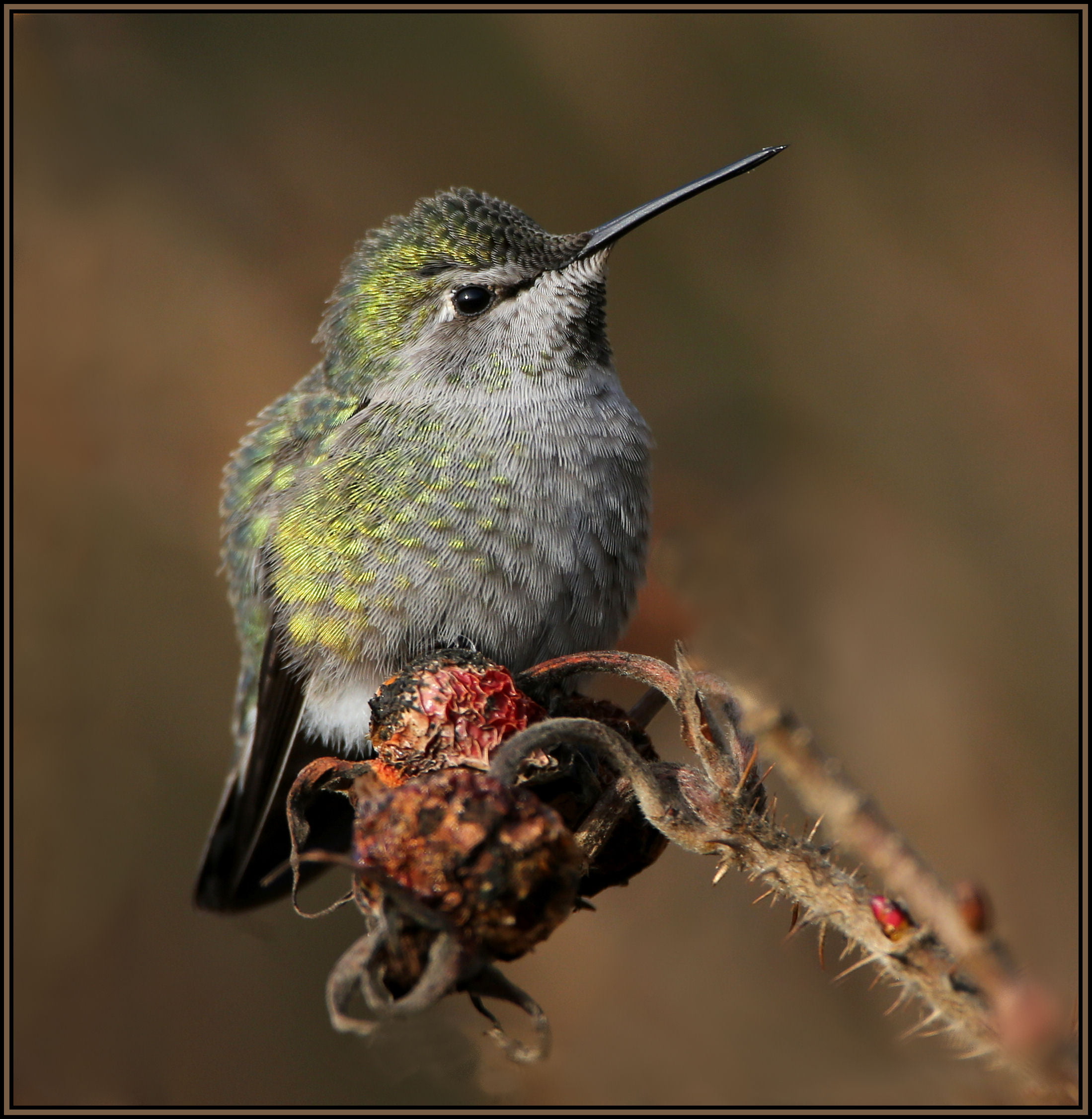 green, gray, hummingbird, nature, animal, feather, beak, wildlife, bird, 1080P, Phone HD Wallpaper
