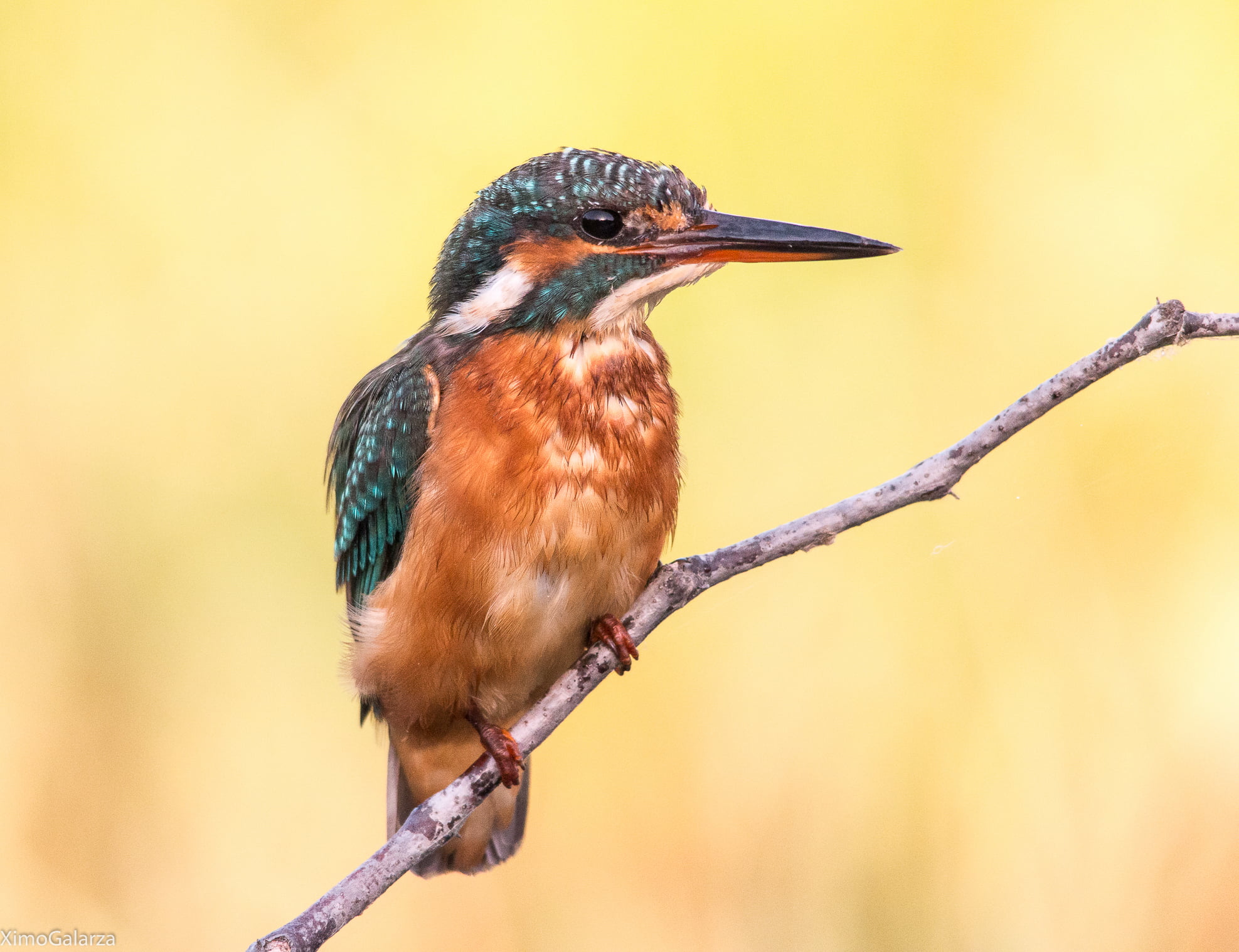 wildlife, 1080P, animal, nature, animals In The Wild, beak, bird Watching, green, bird, branch, tree, hang, brown, HD Wallpaper