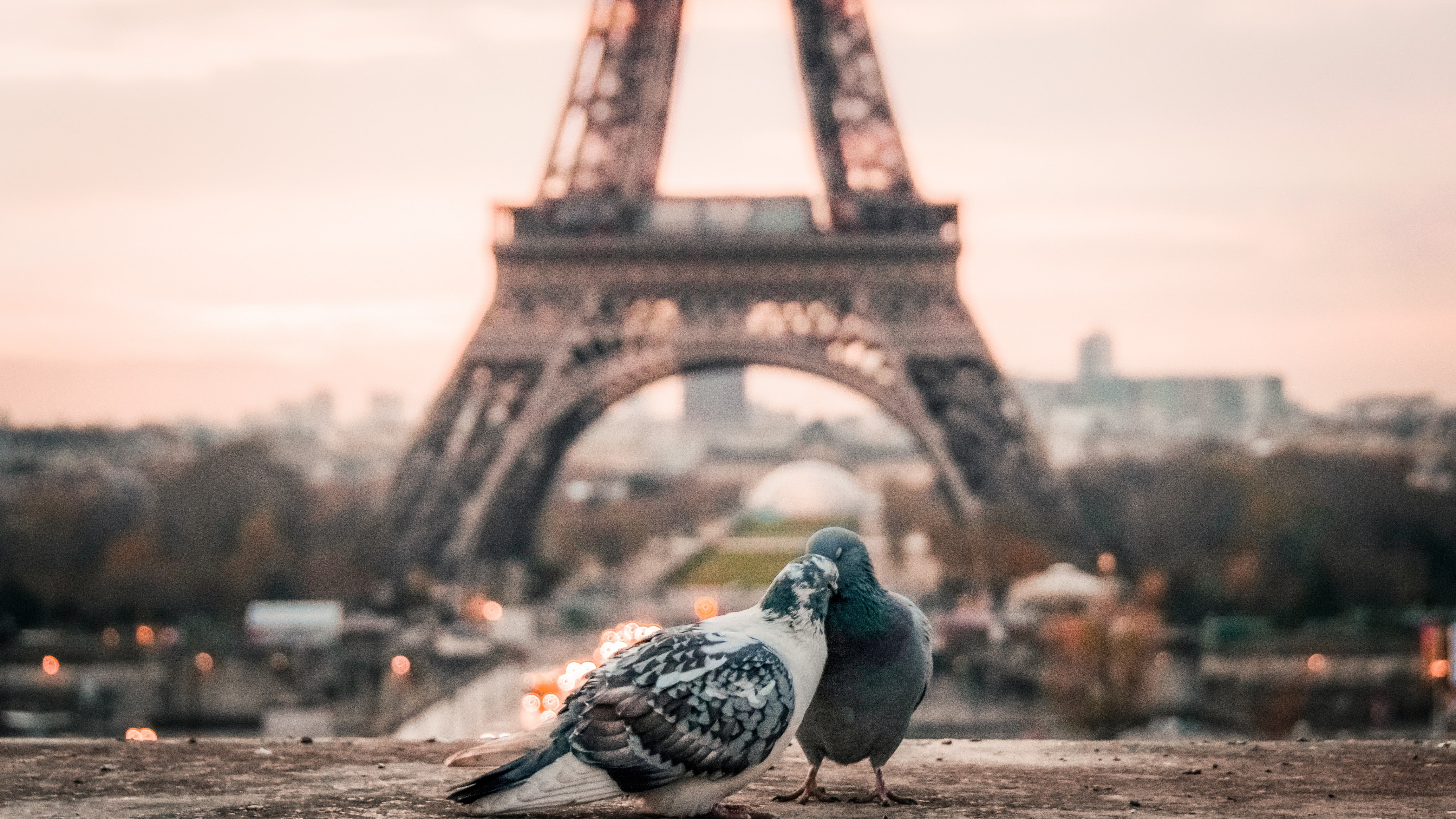 paris, two, photo, doves, pigeons, love image, 4k, 5K, HD Wallpaper