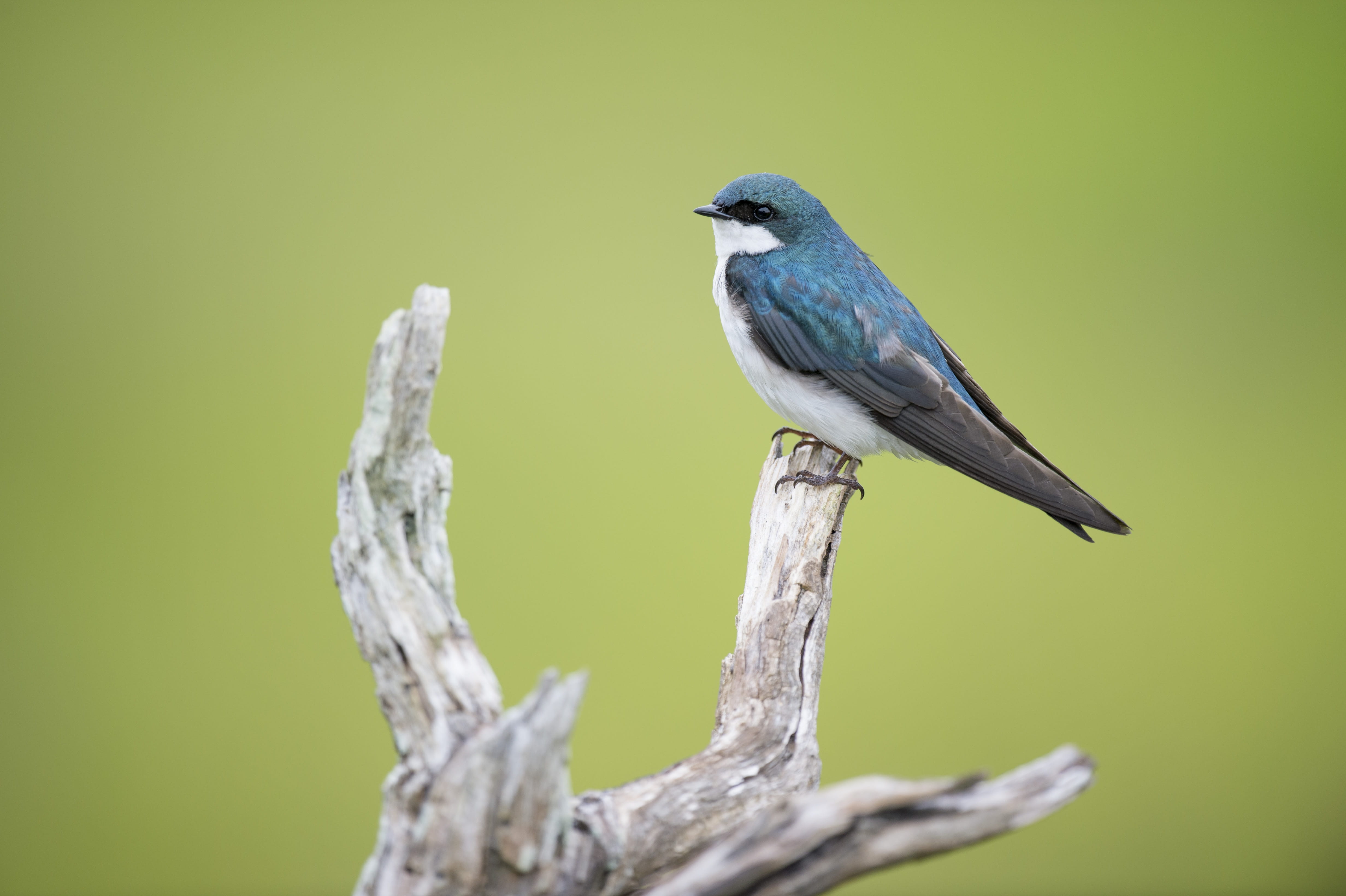 feather, outdoors, nature, vertebrate, close-up, white bird, full length, driftwood, blue, tree branch, color Image, one Animal, copy space, bird, white tree, HD Wallpaper
