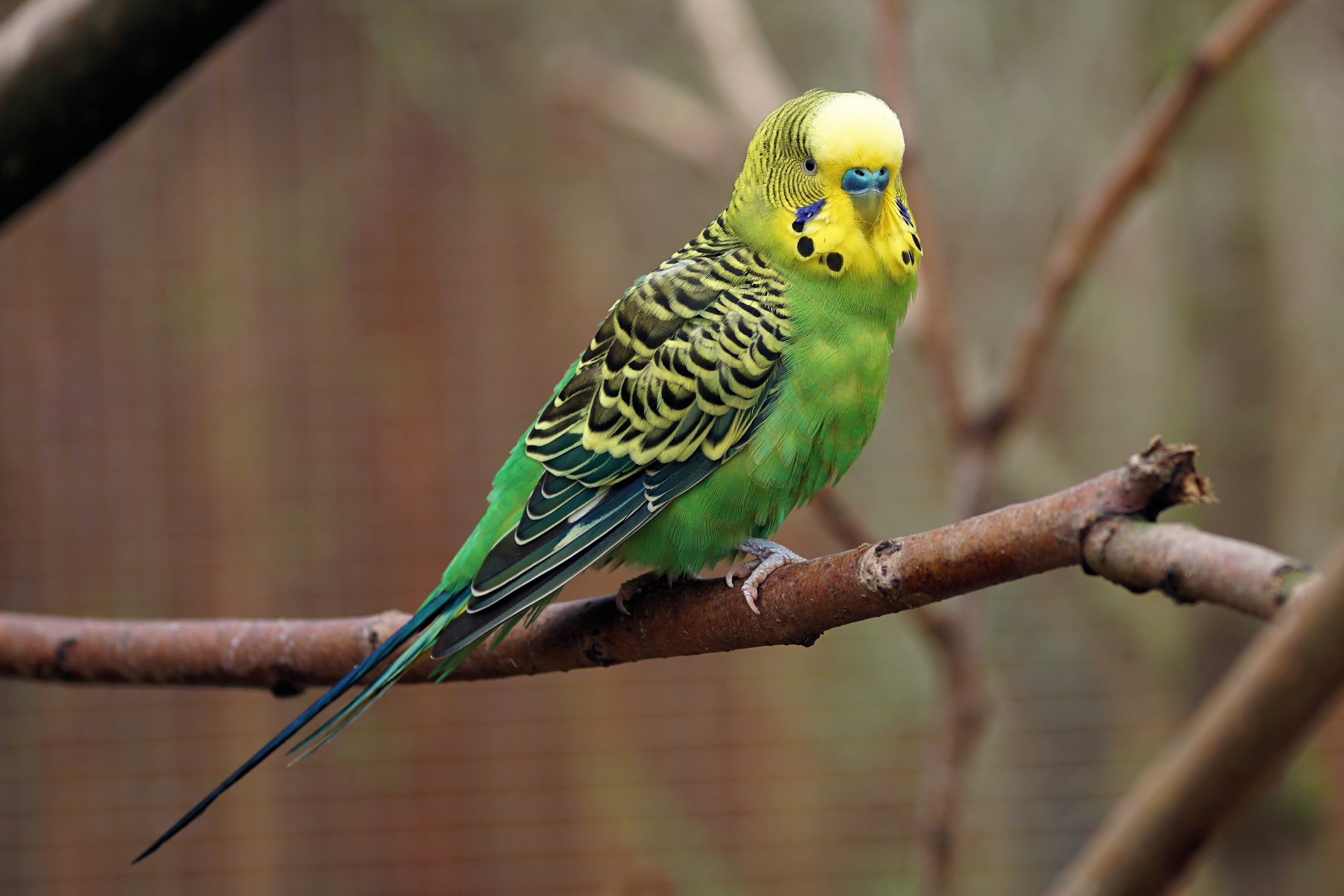 animal, color, small bird, budgerigar, plumage, animal themes, wildlife photography, animal world, outdoors, bird, yellow, tree, budgie, green color, perching, HD Wallpaper
