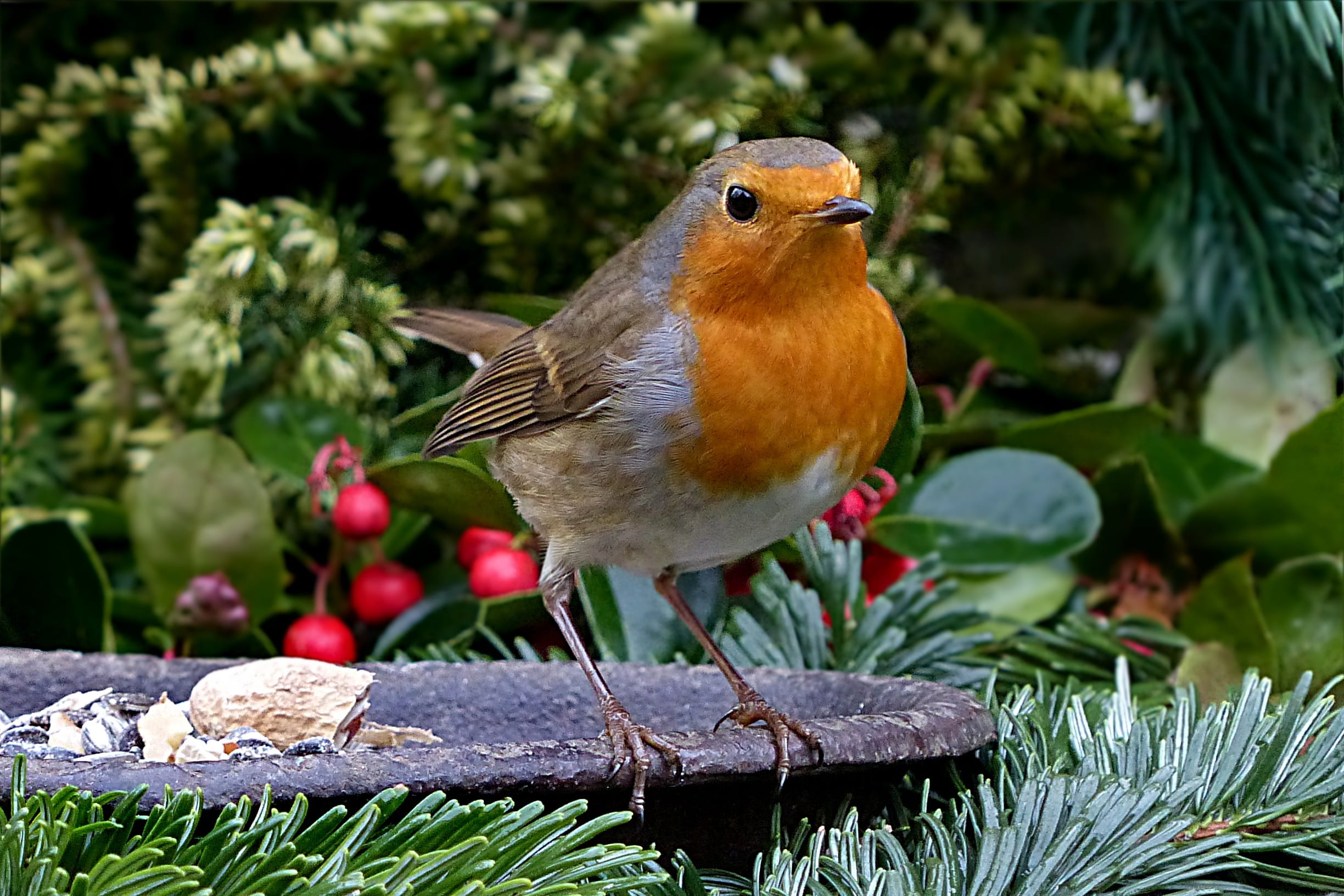 orange, white, no people, one animal, 1080P, animal themes, wildlife, robin, close, beak, perching, branch, American Robin, small bird, garden, green color, HD Wallpaper