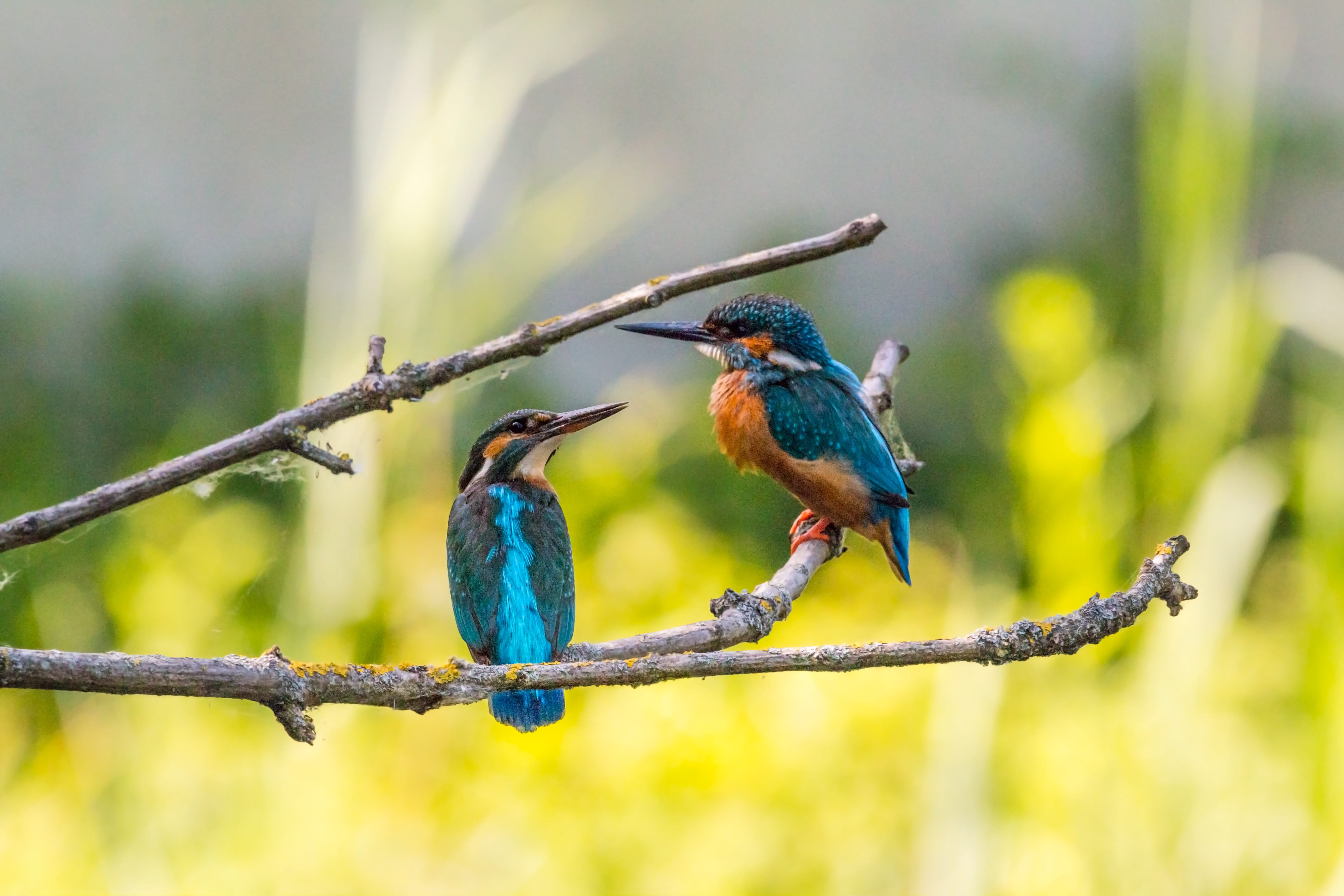couple, close, animal world, tree, from the side, river, blue feathers, sitting, wildlife photography, animal, water, full length, 5K, wild bird, lake, HD Wallpaper