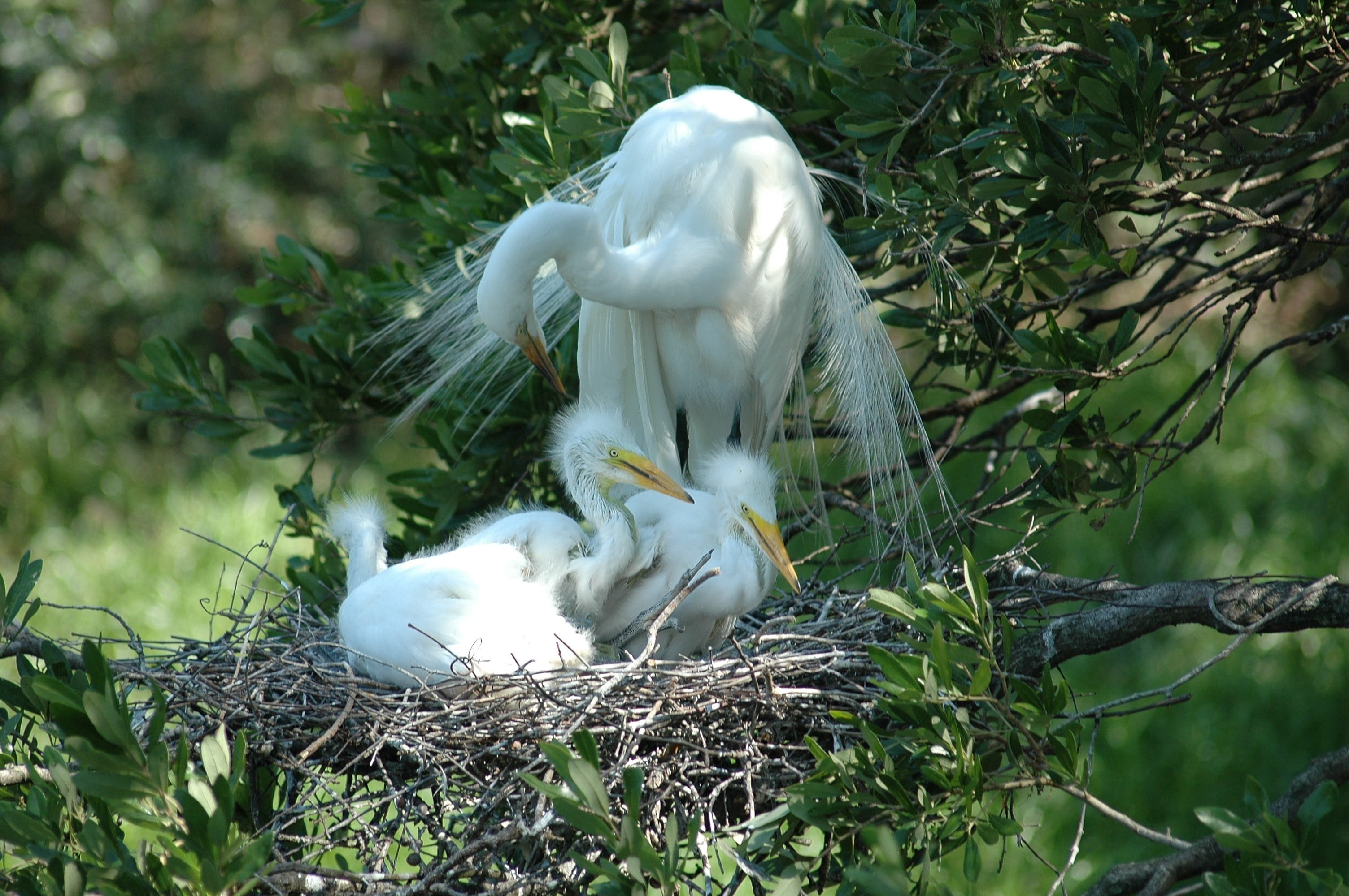 photography, animals in the wild, white, young animal, animal themes, plant, baby, heron, flying, feathers, nature, long, beak, Babies, outdoors, White Heron, HD Wallpaper