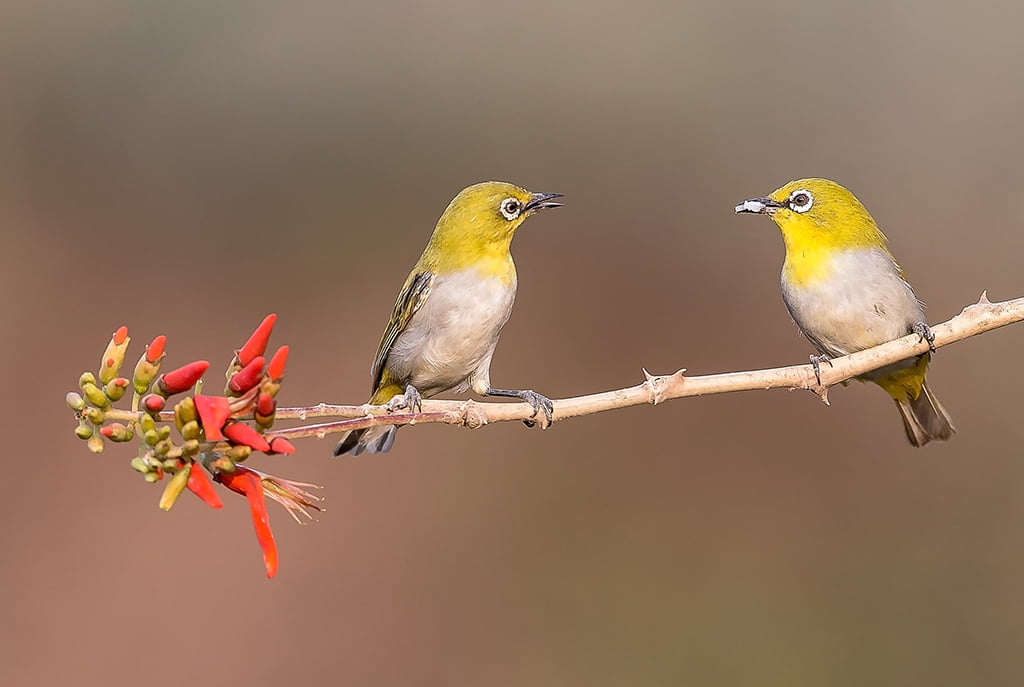 feather, wildlife, selective focus, Oriental White-eye, Nikon, white, Zosterops palpebrosus, yellow birds, bird, 480P, oriental, selective, animals In The Wild, HD Wallpaper